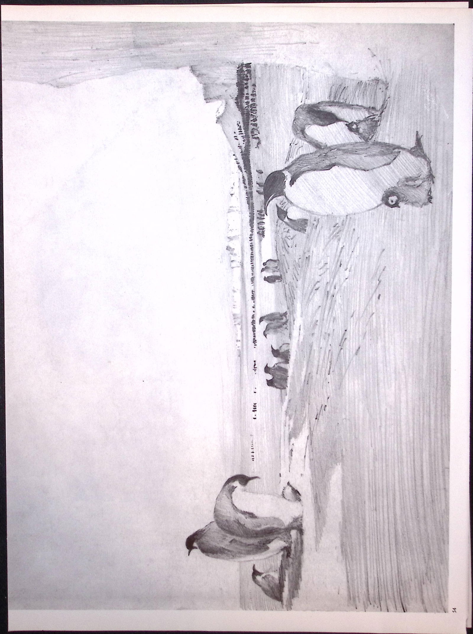 Job-Lot Wilson's Birds of the Antarctic Vintage Coloured Illustrations-4 - 7