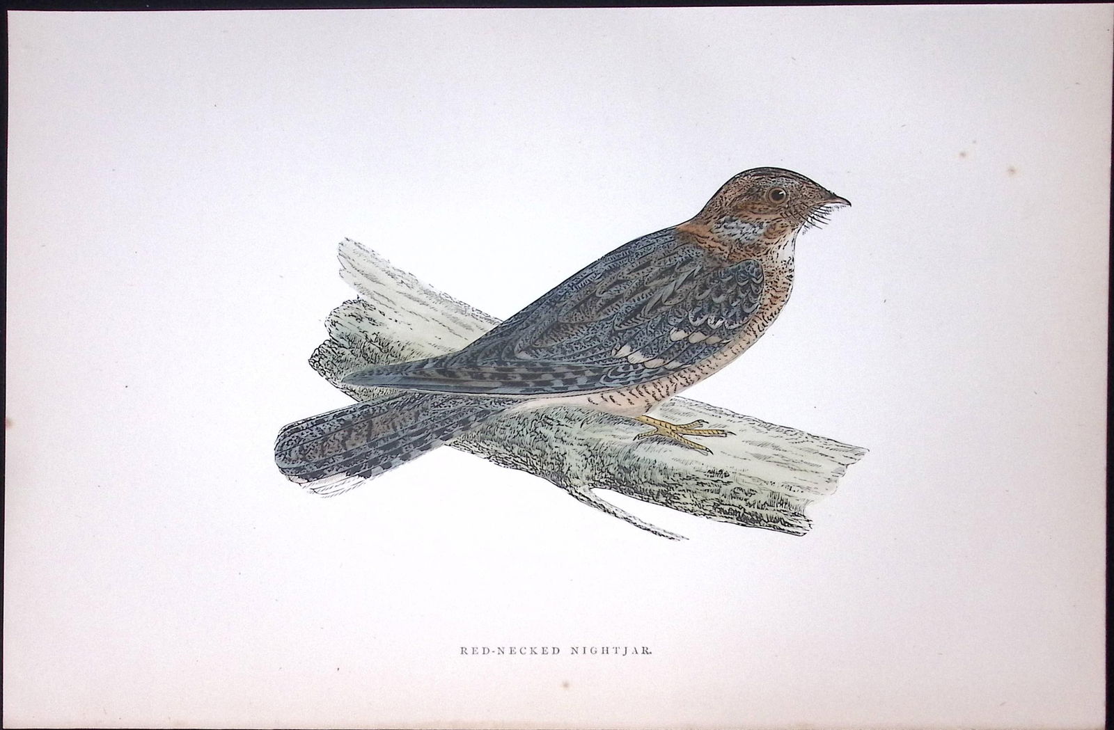 Red-Necked Nightjar Rev Morris Antique History of British Birds 130 Years-Old Engraving-156 .: Title: Red-Necked Nightjar Rev Morris Antique History of British Birds 130 Years-Old Engraving-156 . Description: This Chromolithographic Engraved Plate Has Been Removed from an Anti