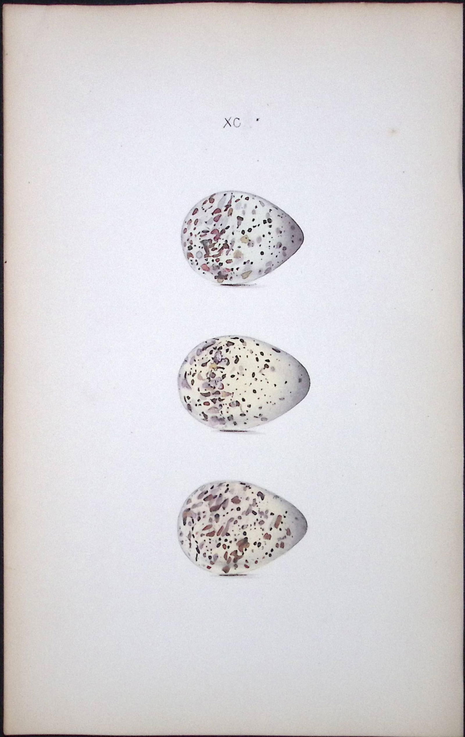 Green Sandpiper -William Hewitson Antique Nests & Eggs of British Birds Print-84: Title: Green Sandpiper -William Hewitson Antique Nests & Eggs of British Birds Print-84 Description: This Antique Print Was Removed From a 170 Years-Old Edition William Hewitson.