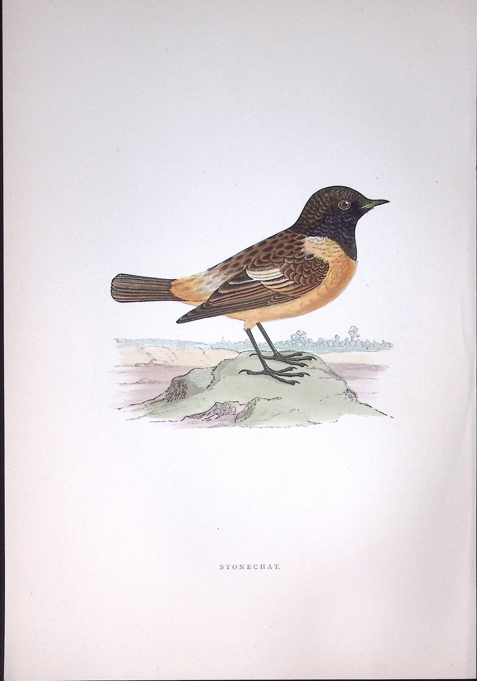 Stonechat Rev Morris Antique History of British Birds 130 Years-Old Engraving-102: Title: Stonechat Rev Morris Antique History of British Birds 130 Years-Old Engraving-102 Description: Stonechat Rev Morris Antique History of British Birds 130 Years-Old Engraving-10