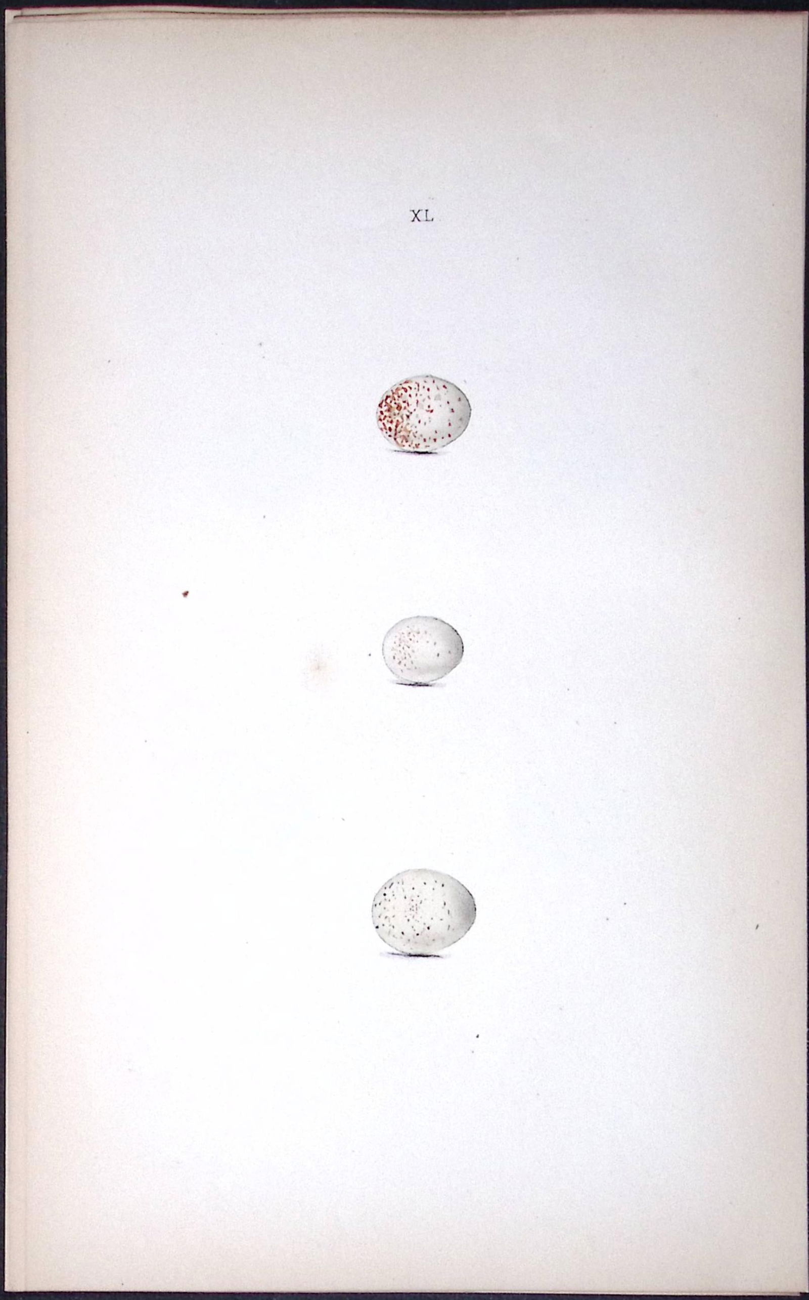 Marsh Titmouse William Hewitson Antique Nests & Eggs of British Birds Print-73: Title: Marsh Titmouse William Hewitson Antique Nests & Eggs of British Birds Print-73 Description: This Antique Print Was Removed From a 170 Years-Old Edition William Hewitson.