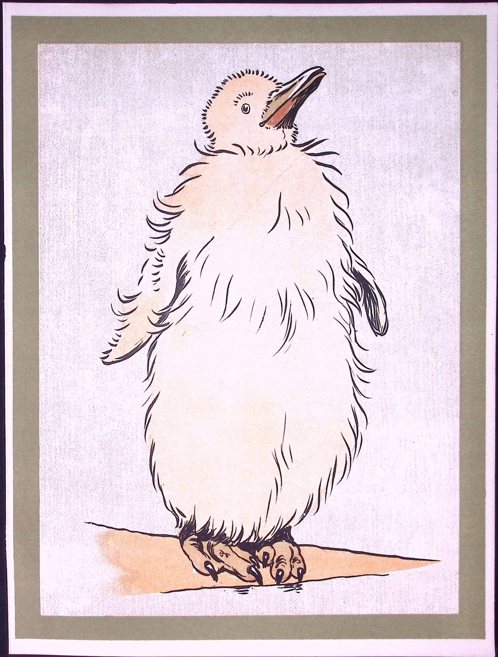 Cecil Aldin Antique Zoo Babies Scarce Illustration “Baby King Penguin”-22 (1 of 2)