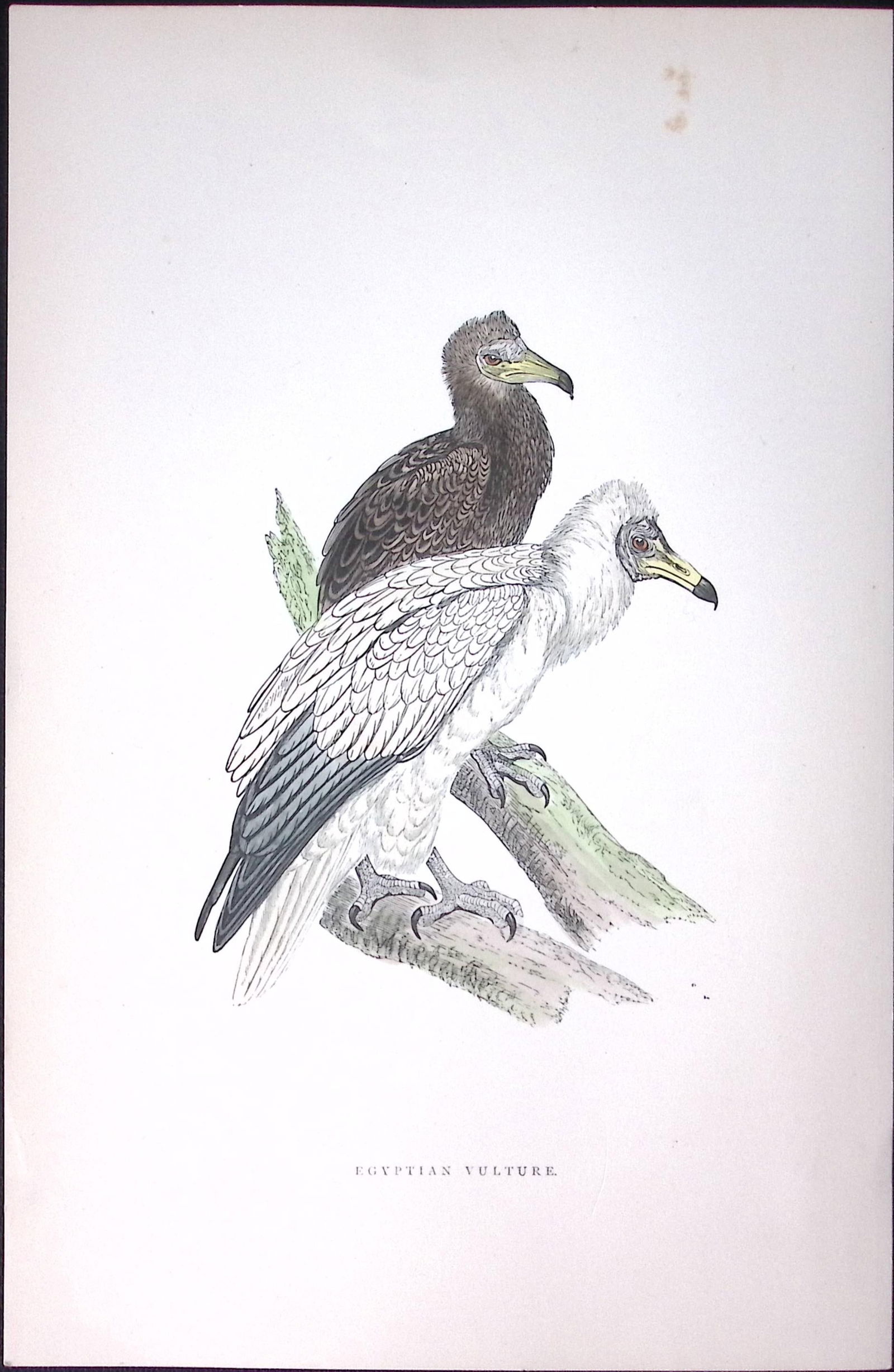 Egyptian Vulture Rev Morris Antique History of British Birds 130 Years-Old Engraving-12: Title: Egyptian Vulture Rev Morris Antique History of British Birds 130 Years-Old Engraving-12 Description: This Chromolithographic Engraved Plate Has Been Removed from an Antique Ed