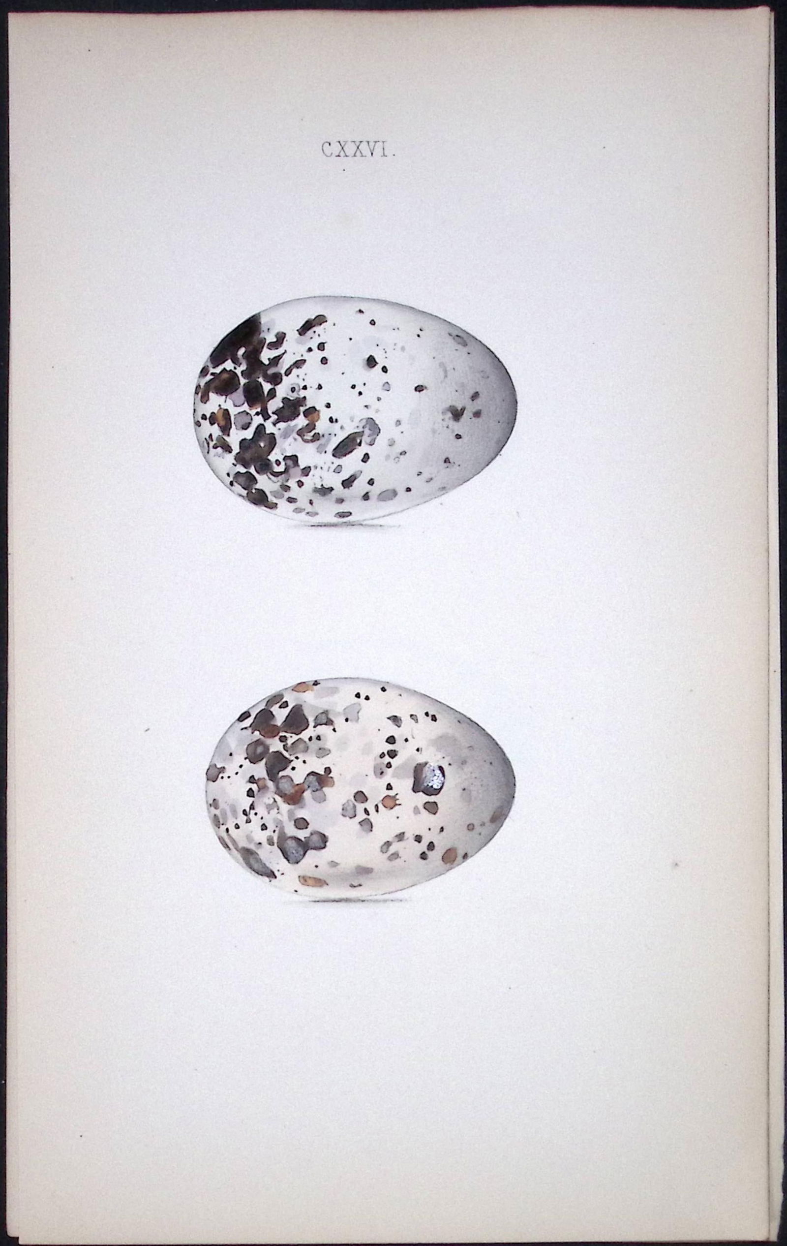 Black Guillemot Hewitson Antique Nests & Eggs of British Birds Print-114: Title: Black Guillemot Hewitson Antique Nests & Eggs of British Birds Print-114 Description: This Antique Print Was Removed From a 170 Years-Old Edition William Hewitson.