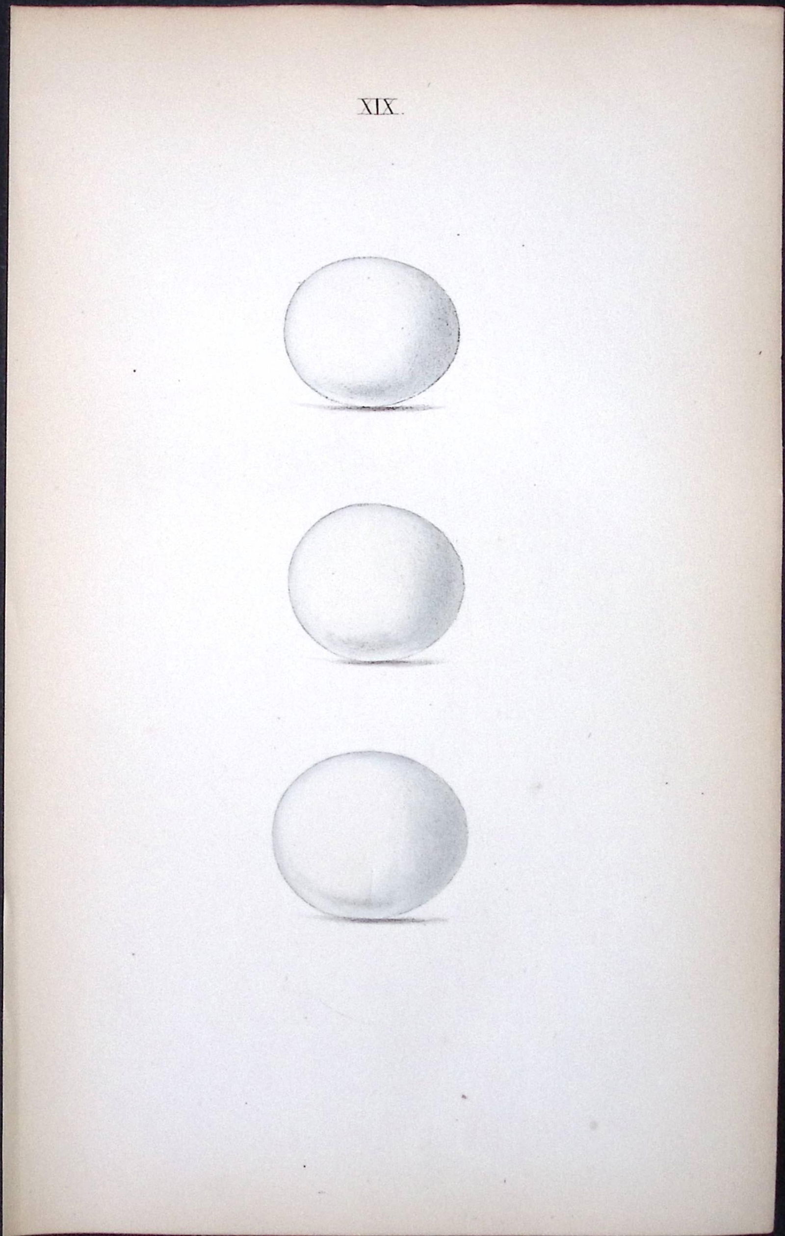 Scops Eared Owl-William Hewitson Antique Nests & Eggs of British Birds Print-19: Title: Scops Eared Owl-William Hewitson Antique Nests & Eggs of British Birds Print-19 Description: This Antique Print Was Removed From a 170 Years-Old Edition William Hewitson. Coloured