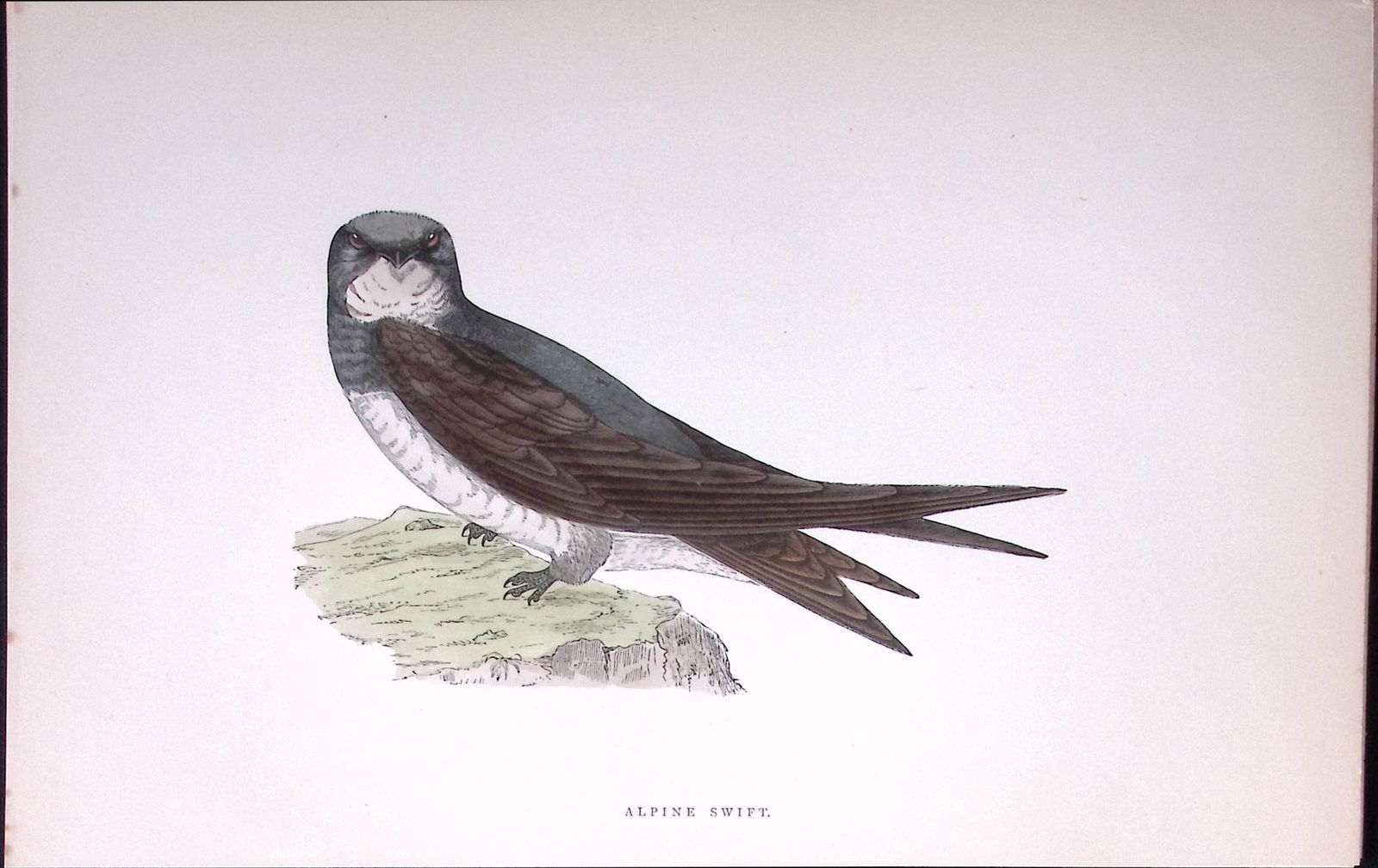 Alpine Swift Rev Morris Antique History of British Birds 130 Years-Old Engraving-159: Title: Alpine Swift Rev Morris Antique History of British Birds 130 Years-Old Engraving-159 Description: This Chromolithographic Engraved Plate Has Been Removed from an Antique Editi