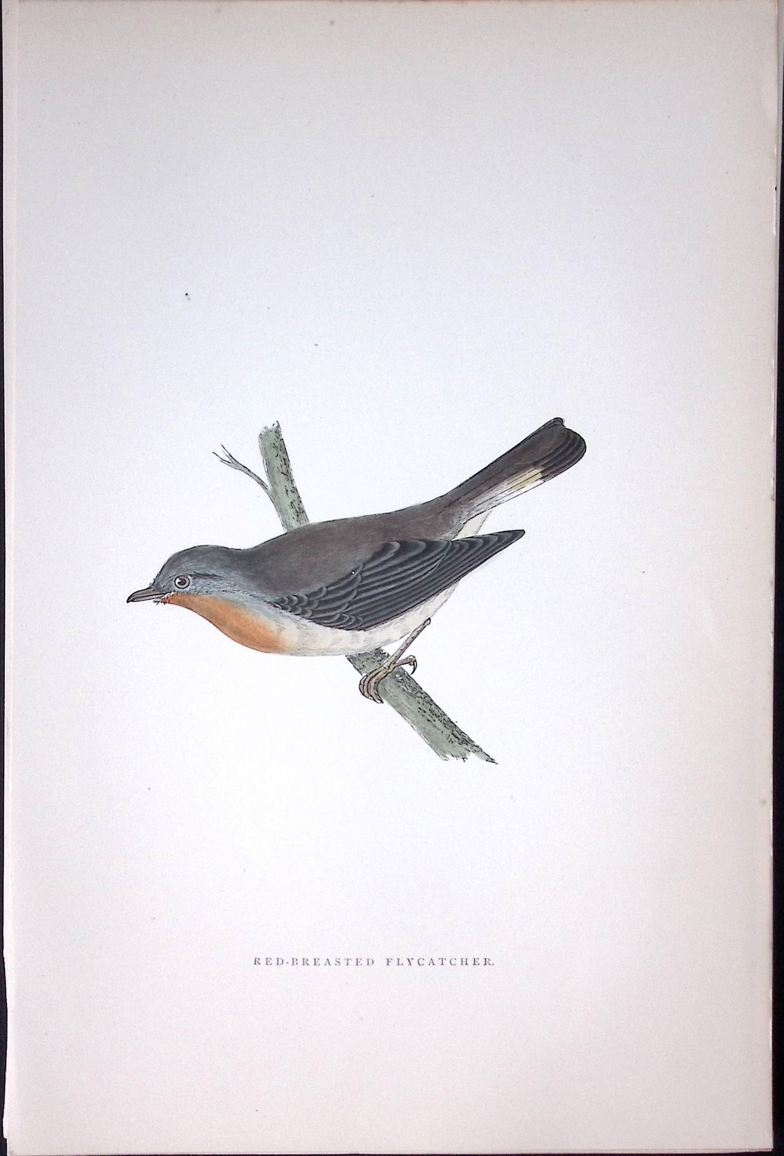 Red Flycatcher Rev Morris Antique History of British Birds 130 Years-Old Engraving-73: Title: Red Flycatcher Rev Morris Antique History of British Birds 130 Years-Old Engraving-73 Description: This Chromolithographic Engraved Plate Has Been Removed from an Antique Edit