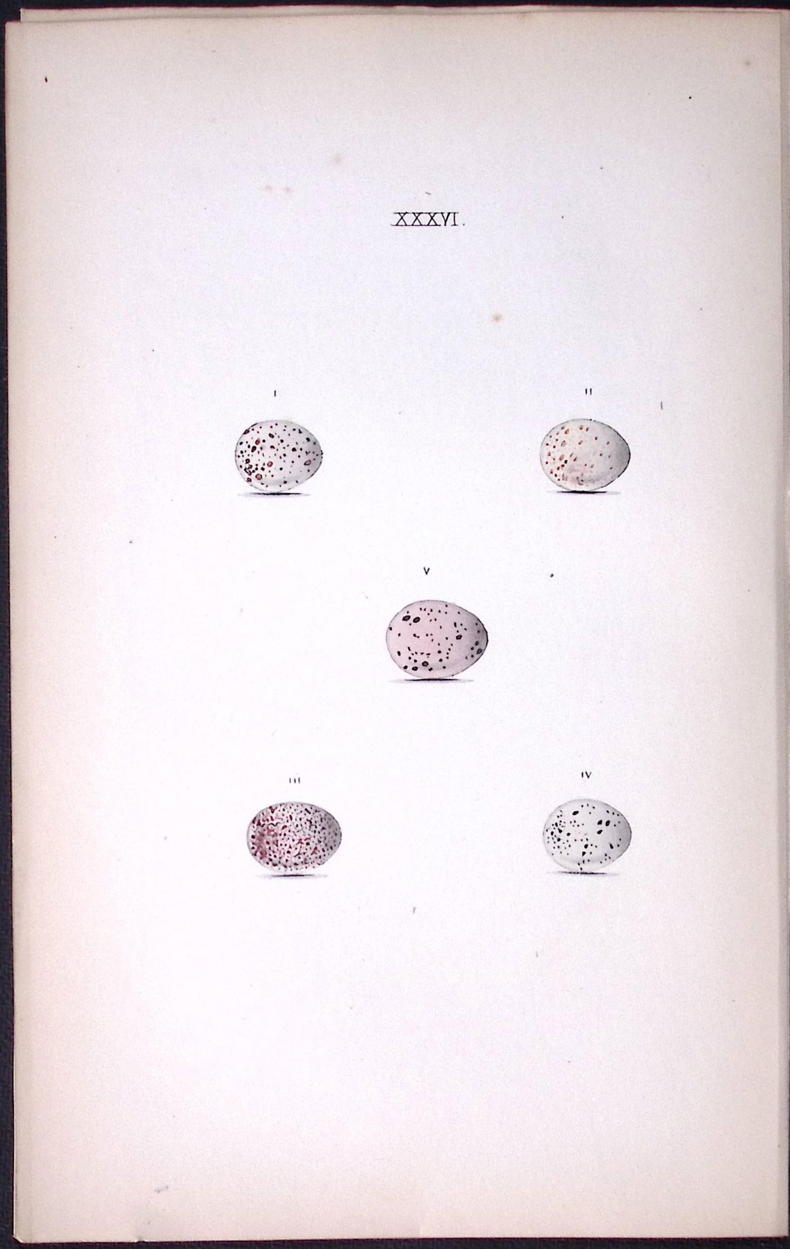 Wren, Chaff, Warbler - William Hewitson Antique Nests & Eggs of British Birds Print-20: Title: Wren, Chaff, Warbler - William Hewitson Antique Nests & Eggs of British Birds Print-20 Description: This Antique Print Was Removed From a 170 Years-Old Edition William Hewitson. 