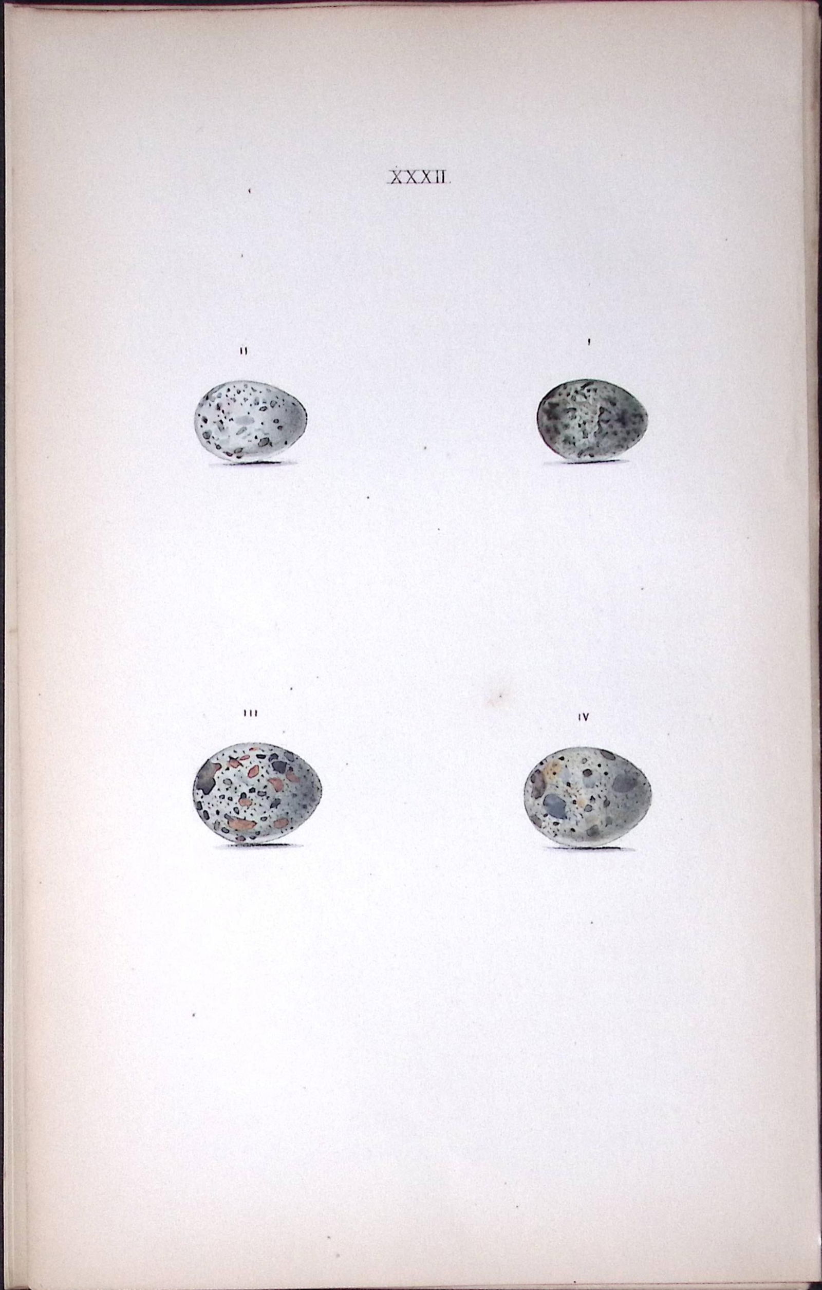 Reed Warbler Species Hewitson Antique Nests & Eggs of British Birds Print-24: Title: Reed Warbler Species Hewitson Antique Nests & Eggs of British Birds Print-24 Description: This Antique Print Was Removed From a 170 Years-Old Edition William Hewitson.