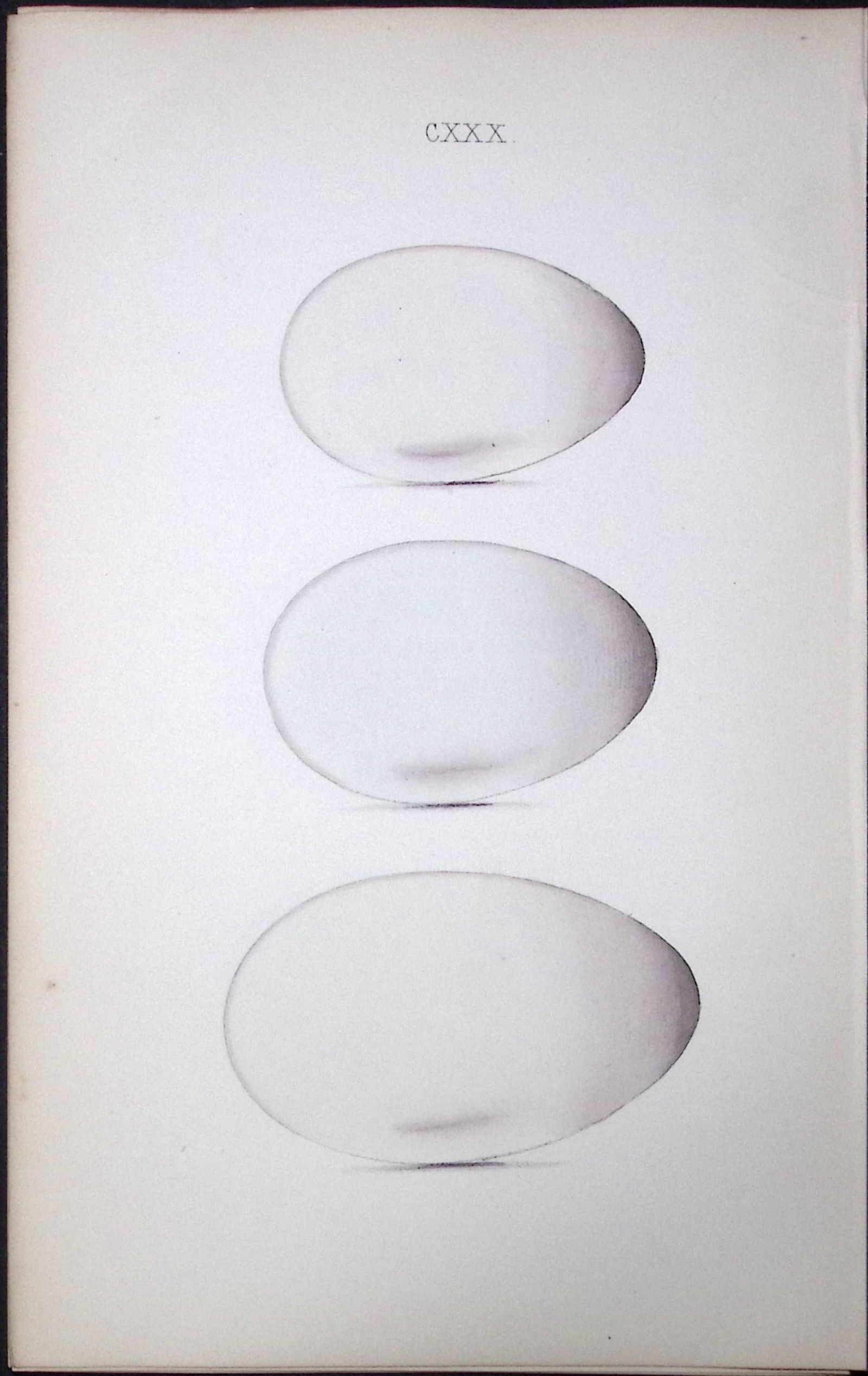 Cormorant William Hewitson Antique Nests & Eggs of British Birds Print-110: Title: Cormorant William Hewitson Antique Nests & Eggs of British Birds Print-110 Description: This Antique Print Was Removed From a 170 Years-Old Edition William Hewitson. Coloured