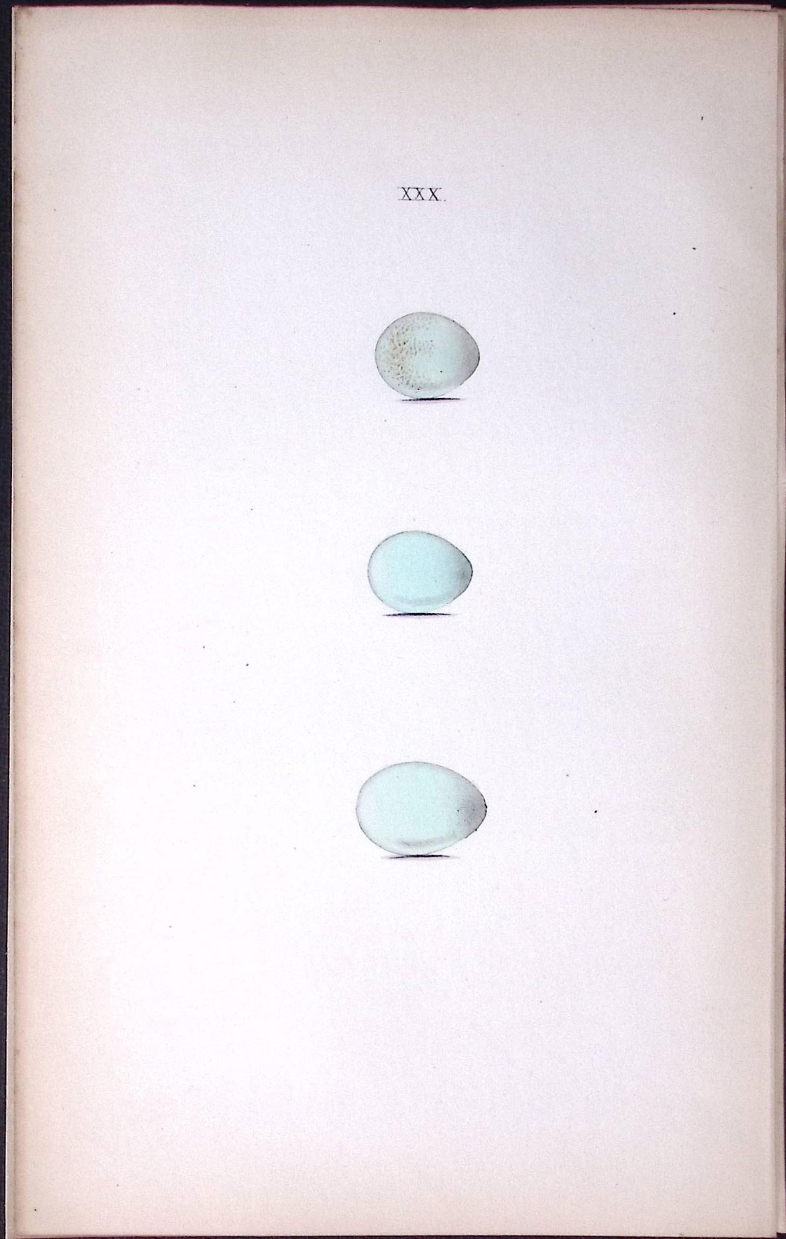 Stonechat Species -Hewitson Antique Nests & Eggs of British Birds Print-26: Title: Stonechat Species -Hewitson Antique Nests & Eggs of British Birds Print-26 Description: This Antique Print Was Removed From a 170 Years-Old Edition William Hewitson.