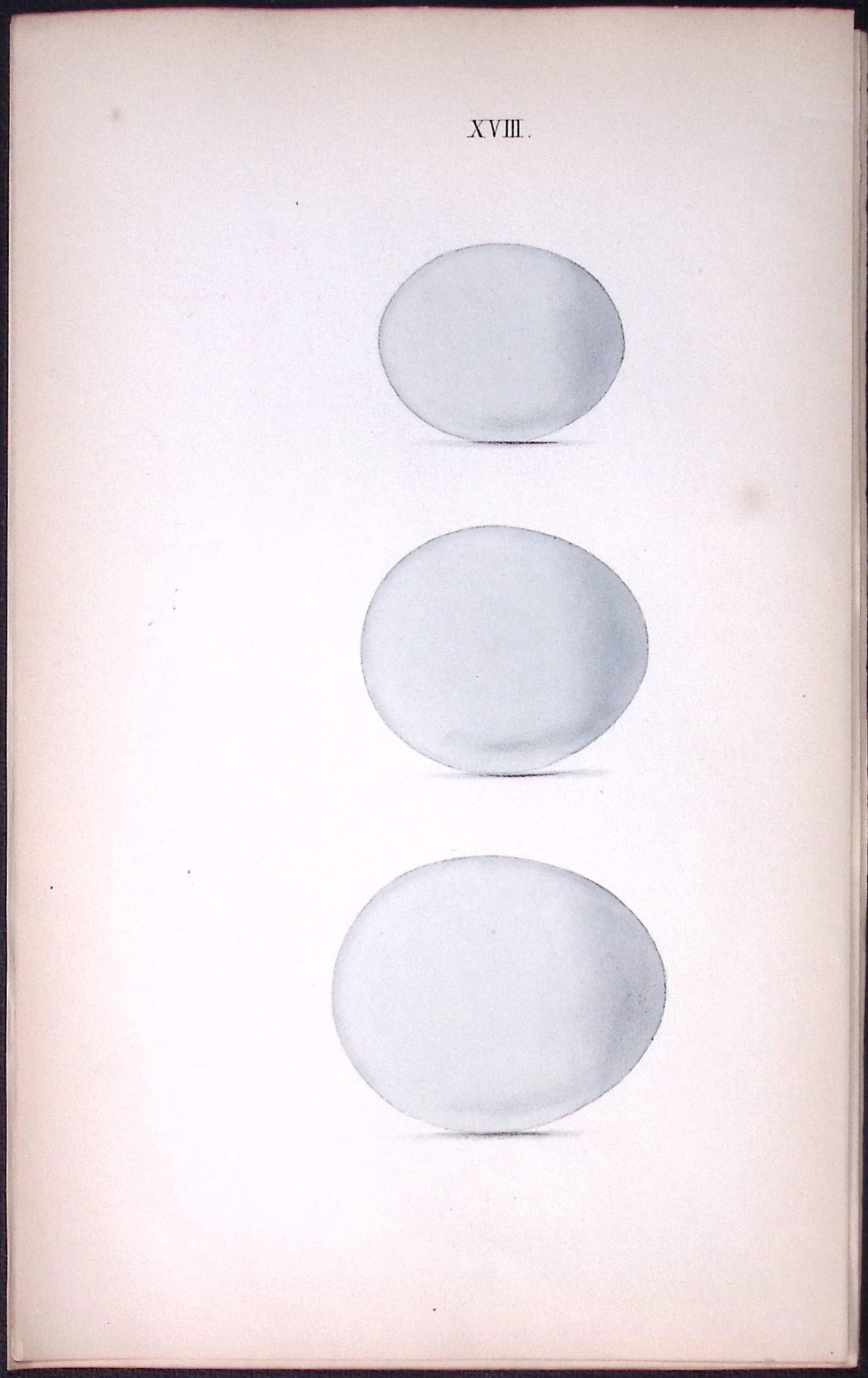 Snowy, Tawny, Wood Owl -William Hewitson Antique Nests & Eggs of British Birds Print-17: Title: Snowy, Tawny, Wood Owl -William Hewitson Antique Nests & Eggs of British Birds Print-17 Description: This Antique Print Was Removed From a 170 Years-Old Edition William He