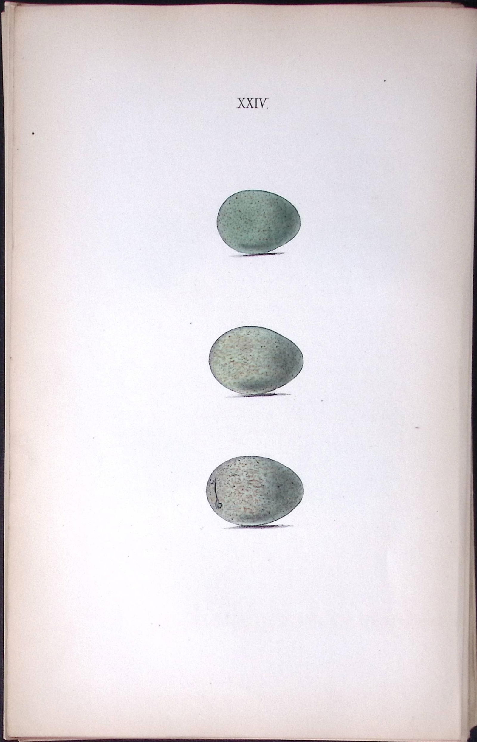 Redwing Species -Hewitson Antique Nests & Eggs of British Birds Print-31: Title: Redwing Species -Hewitson Antique Nests & Eggs of British Birds Print-31 Description: This Antique Print Was Removed From a 170 Years-Old Edition William Hewitson.