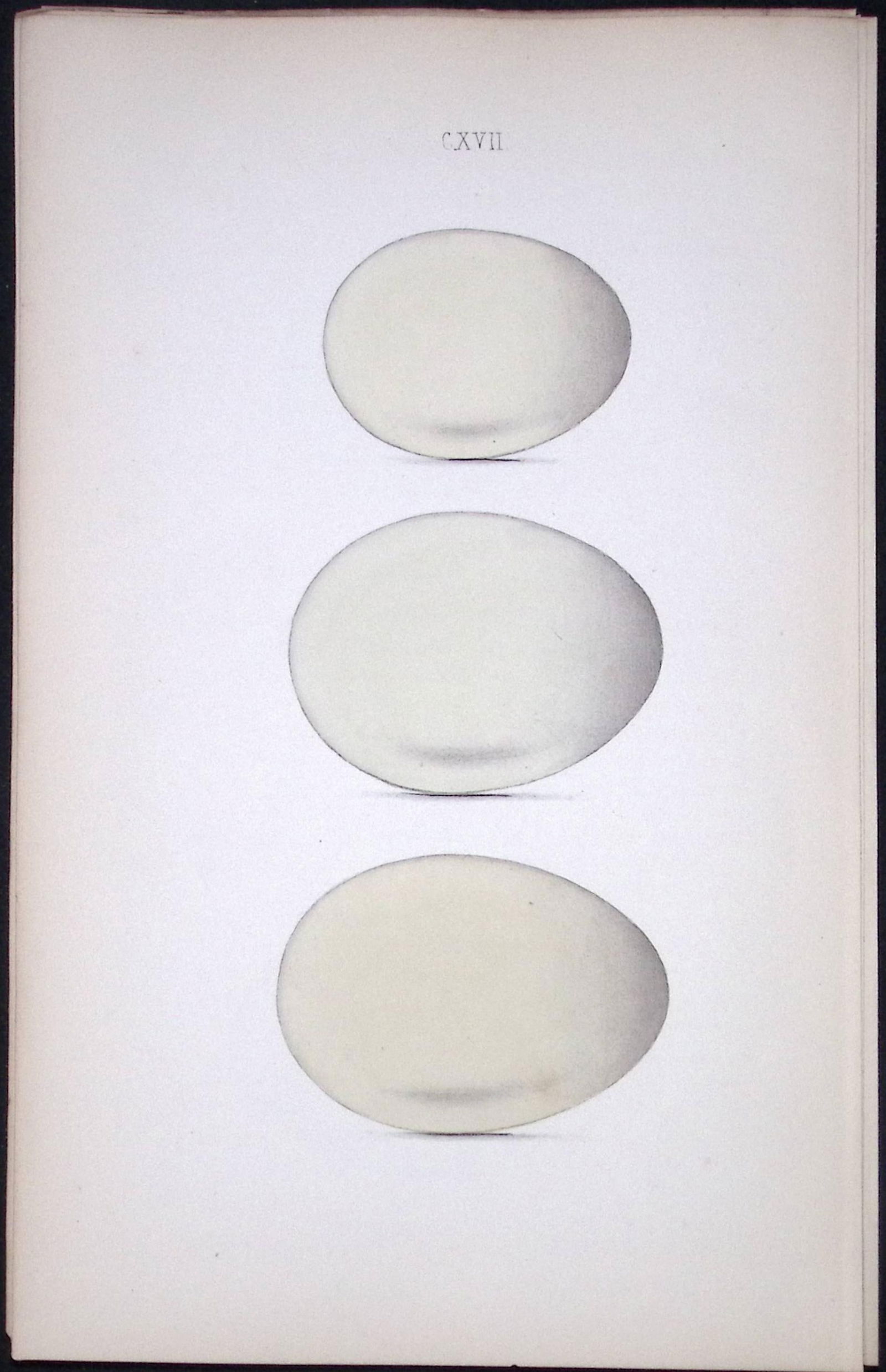 Ferruginous, Scaup, Tufted, Duck Hewitson Antique Nests & Eggs of British Birds Print-121: Title: Ferruginous, Scaup, Tufted, Duck Hewitson Antique Nests & Eggs of British Birds Print-121 Description: This Antique Print Was Removed From a 170 Years-Old Edition William