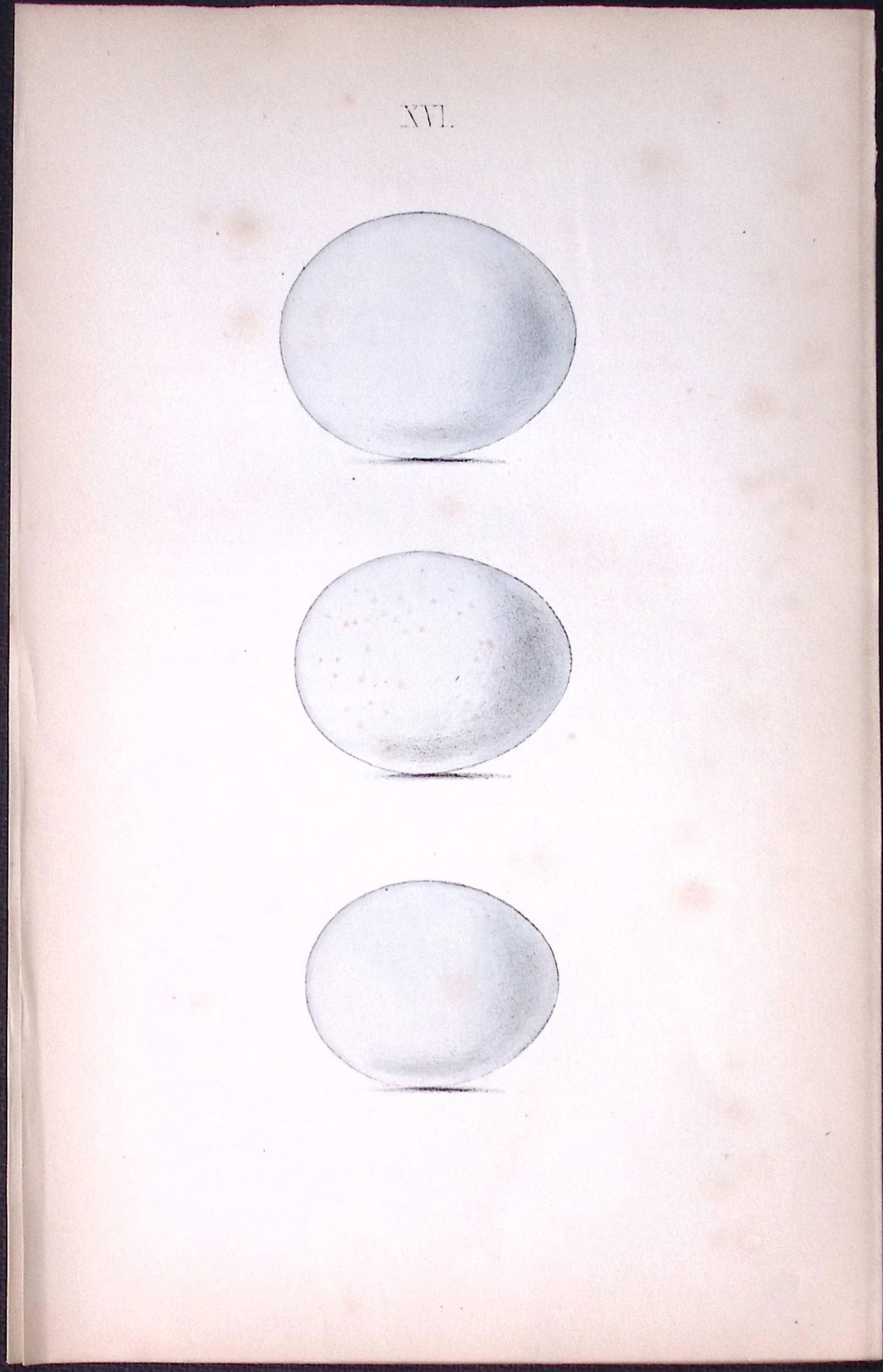 Moor Buzzard -William Hewitson Antique Nests & Eggs of British Birds Print-16: Title: Moor Buzzard -William Hewitson Antique Nests & Eggs of British Birds Print-16 Description: This Antique Print Was Removed From a 170 Years-Old Edition William Hewitson.