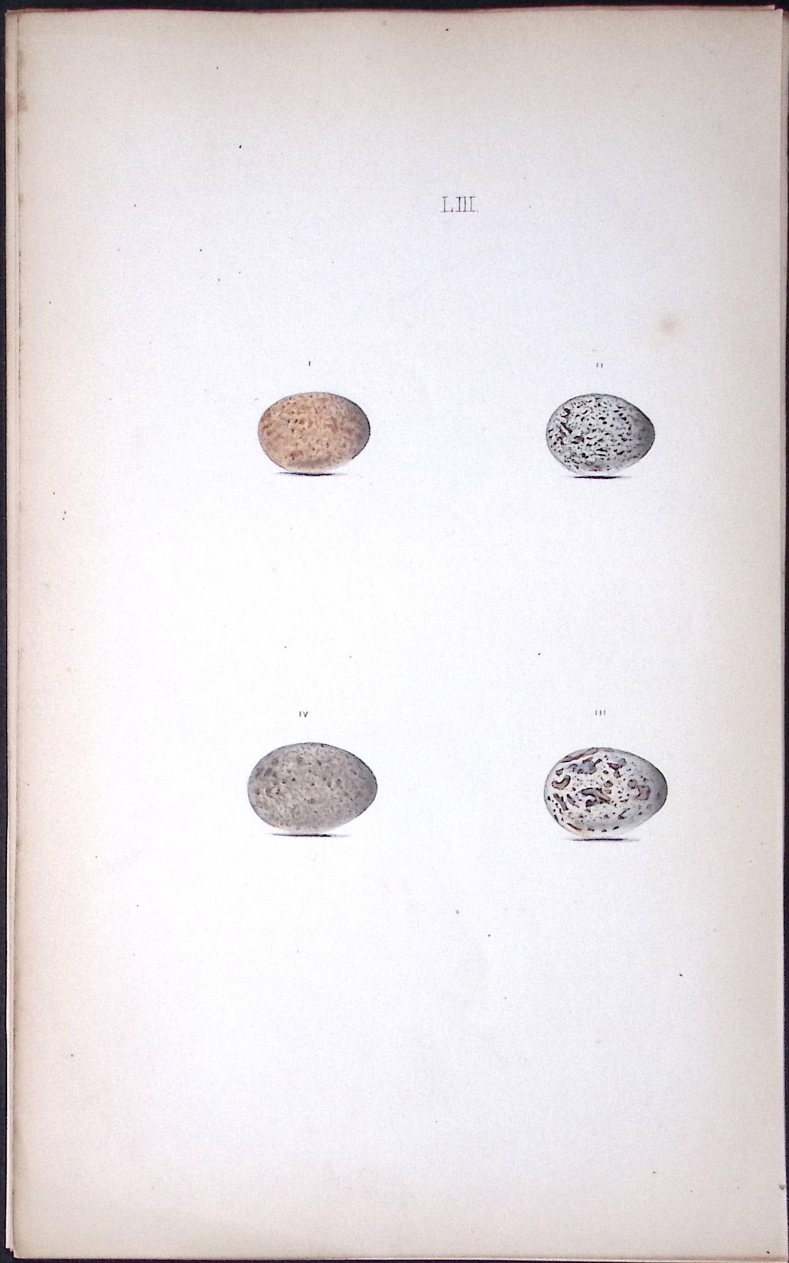 Tree Sparrow Species William Hewitson Antique Nests & Eggs of British Birds Print-60: Title: Tree Sparrow Species William Hewitson Antique Nests & Eggs of British Birds Print-60 Description: This Antique Print Was Removed From a 170 Years-Old Edition William Hewit