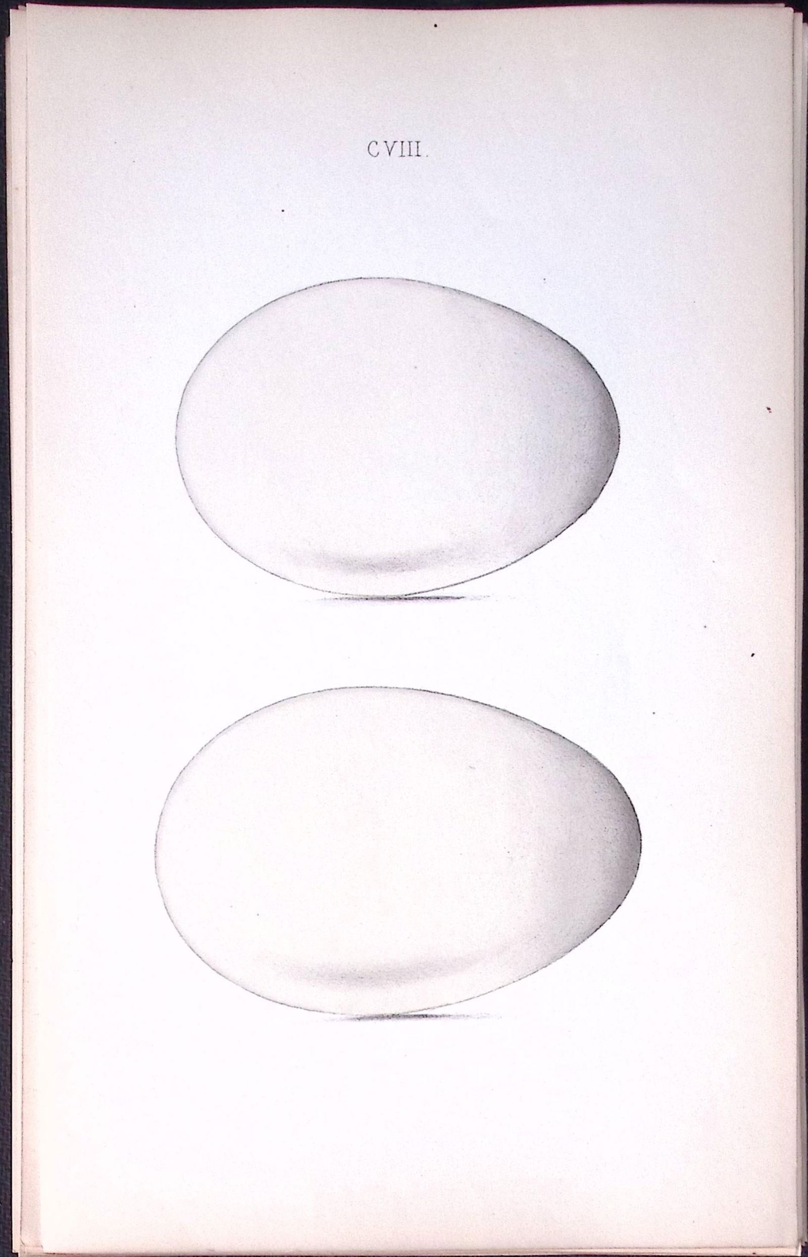 Bean Goose -William Hewitson Antique Nests & Eggs of British Birds Print-41: Title: Bean Goose -William Hewitson Antique Nests & Eggs of British Birds Print-41 Description: This Antique Print Was Removed From a 170 Years-Old Edition William Hewitson. <