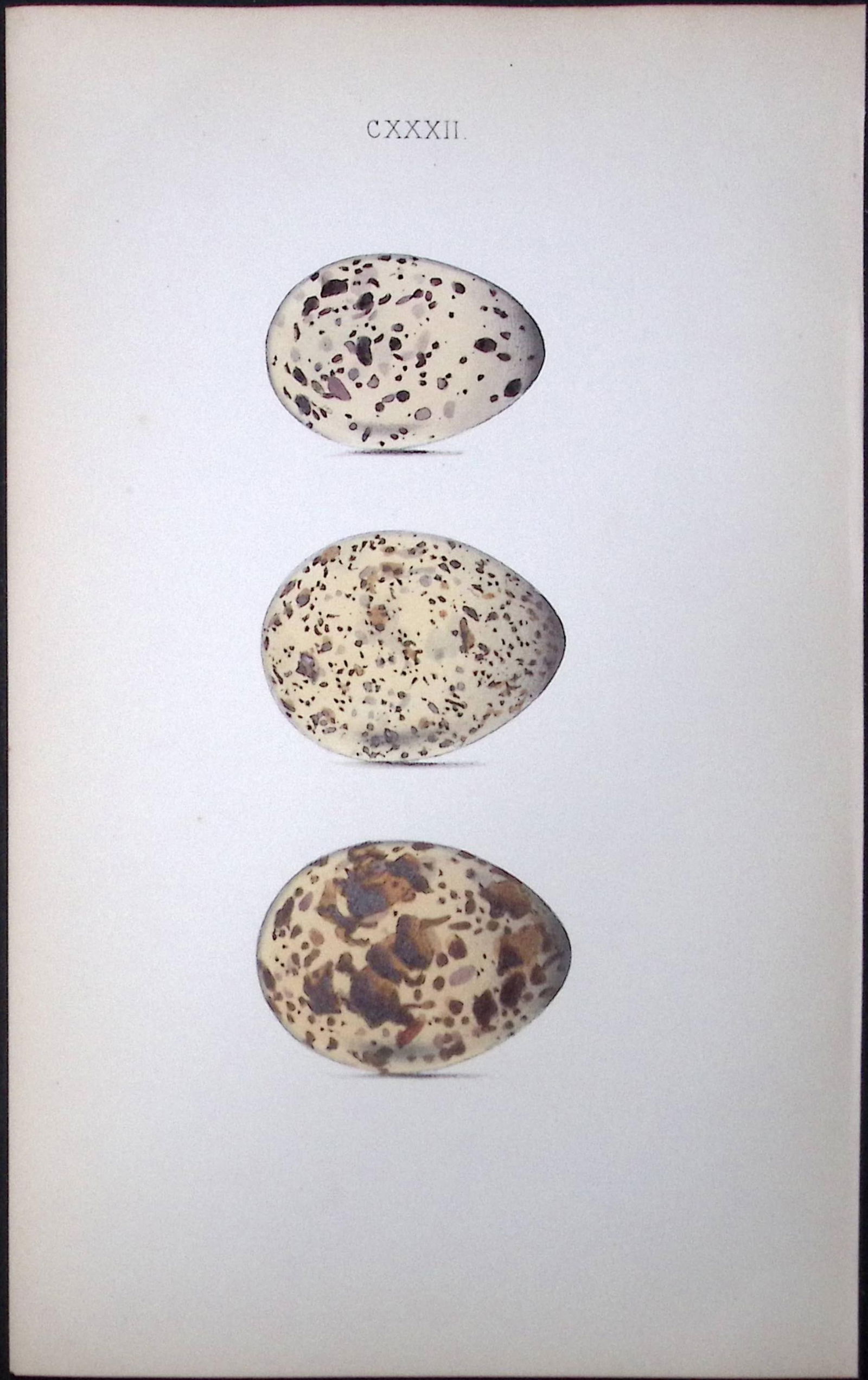 Roseate Tern Hewitson Antique Nests & Eggs of British Birds Print-108: Title: Roseate Tern Hewitson Antique Nests & Eggs of British Birds Print-108 Description: This Antique Print Was Removed From a 170 Years-Old Edition William Hewitson. Coloured