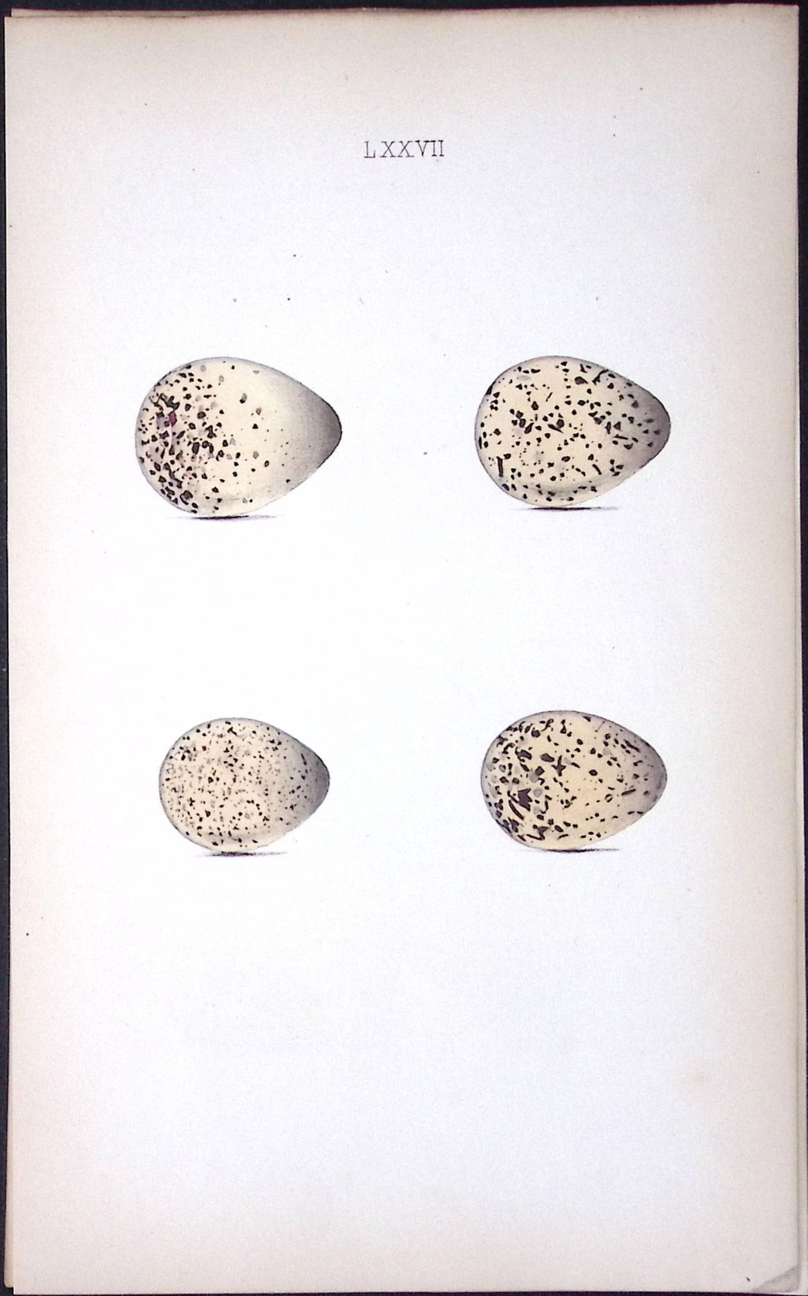 Ringed Plover -William Hewitson Antique Nests & Eggs of British Birds Print-77: Title: Ringed Plover -William Hewitson Antique Nests & Eggs of British Birds Print-77 Description: This Antique Print Was Removed From a 170 Years-Old Edition William Hewitson.