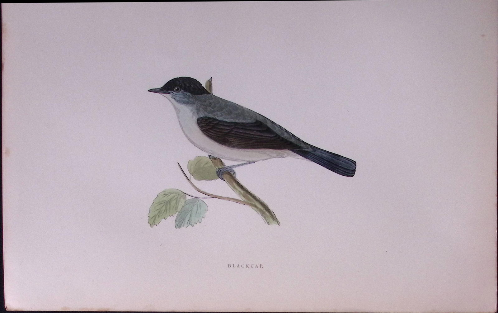 Blackcap Rev Morris Antique History of British Birds 130 Years-Old Engraving-119 (1 of 1)