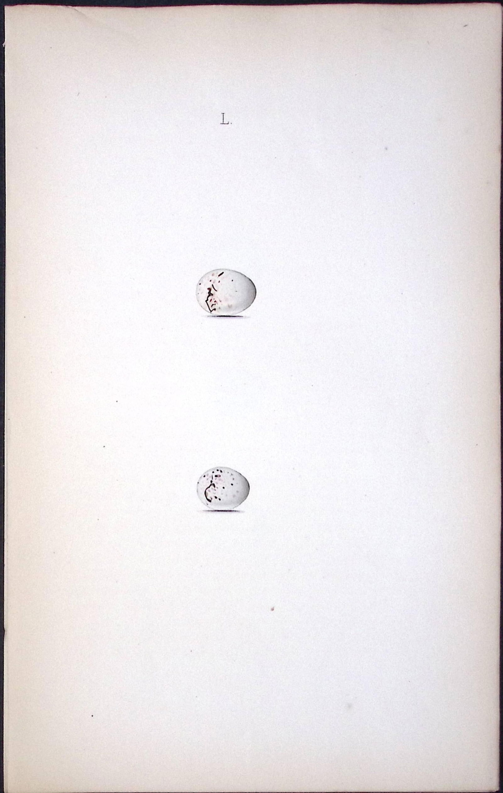 Goldfinch- William Hewitson Antique Nests & Eggs of British Birds Print-64: Title: Goldfinch- William Hewitson Antique Nests & Eggs of British Birds Print-64 Description: This Antique Print Was Removed From a 170 Years-Old Edition William Hewitson.