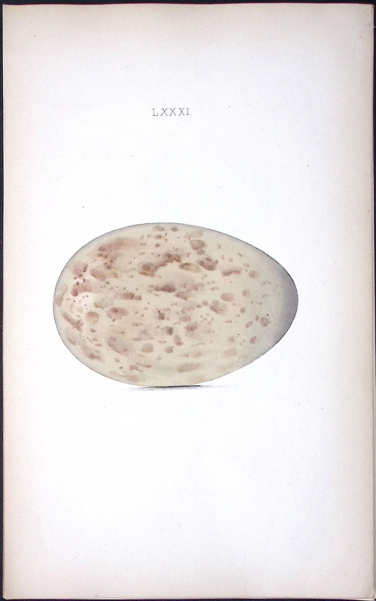 Crane -William Hewitson Antique Nests & Eggs of British Birds Print-79: Title: Crane -William Hewitson Antique Nests & Eggs of British Birds Print-79 Description: This Antique Print Was Removed From a 170 Years-Old Edition William Hewitson. </