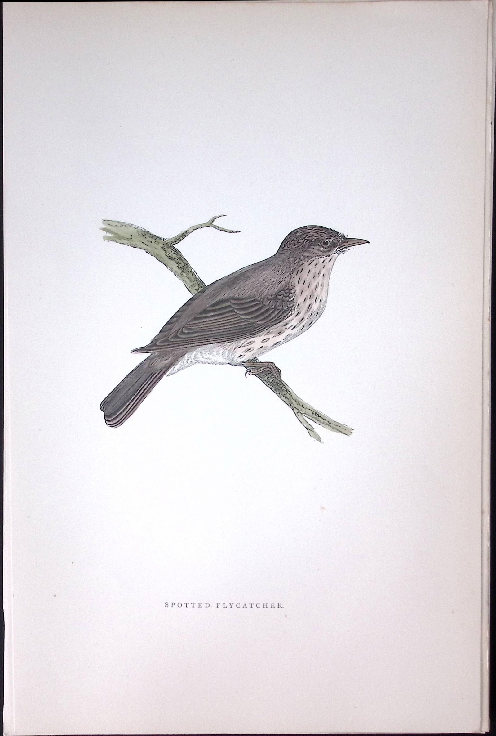 Spotted Flycatcher Rev Morris Antique History of British Birds 130 Years-Old Engraving-74: Title: Spotted Flycatcher Rev Morris Antique History of British Birds 130 Years-Old Engraving-74 Description: This Chromolithographic Engraved Plate Has Been Removed from an Antique
