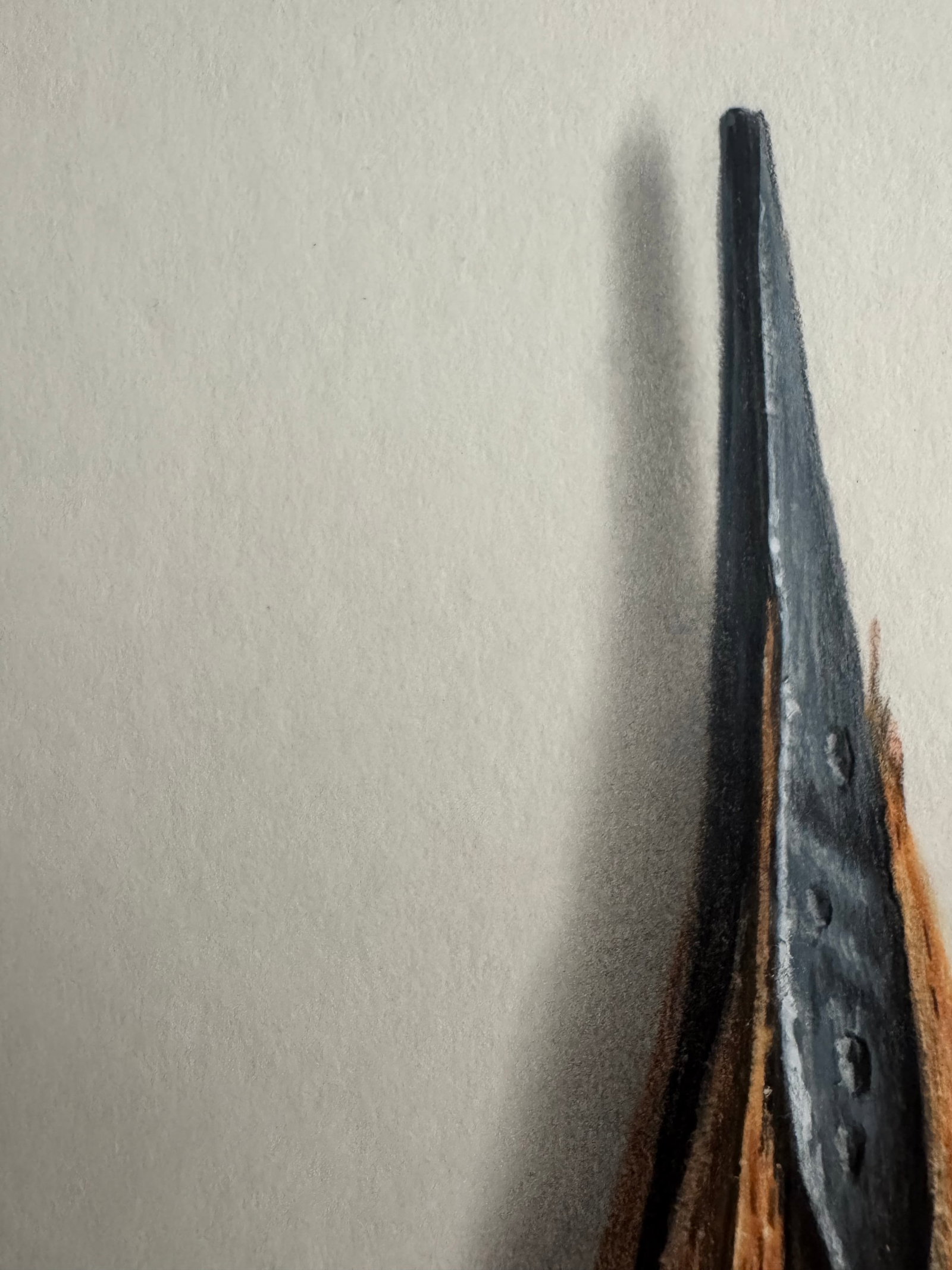 Jamie Eade - Staedtler Pencil - Original Colour Pencil Drawing On Museum Board. - 3