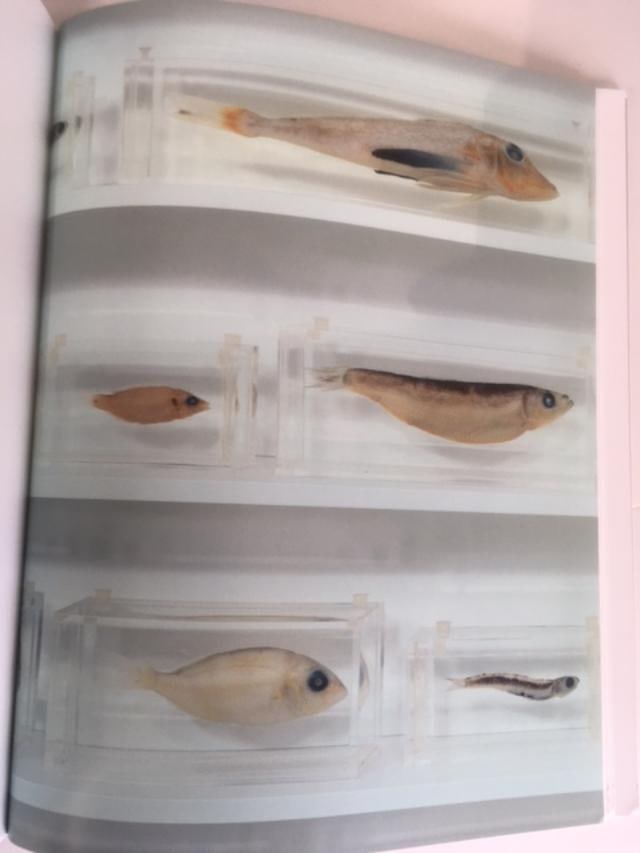 Damien Hirst (b 1965) Beyond Belief, Hardcover, For Whitecube Gallery, 1st Edition, 2008. - 12