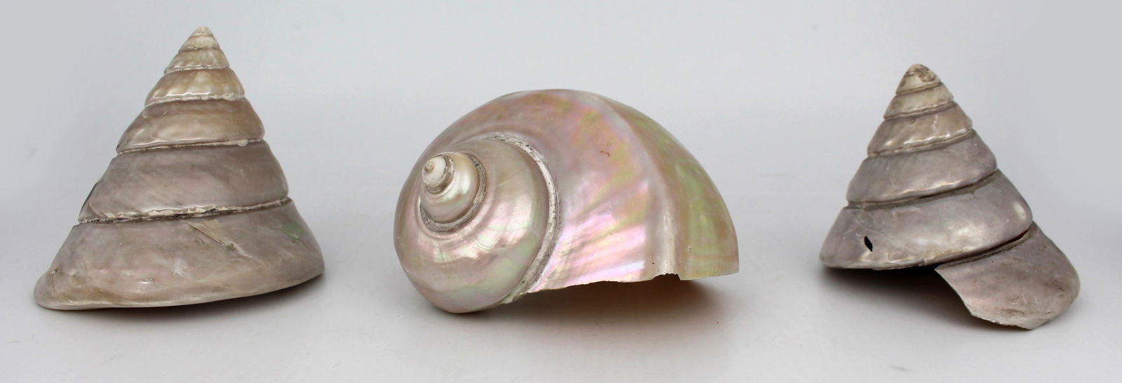 Set of 3 Vintage Mother of Pearl Conch Shells - 5
