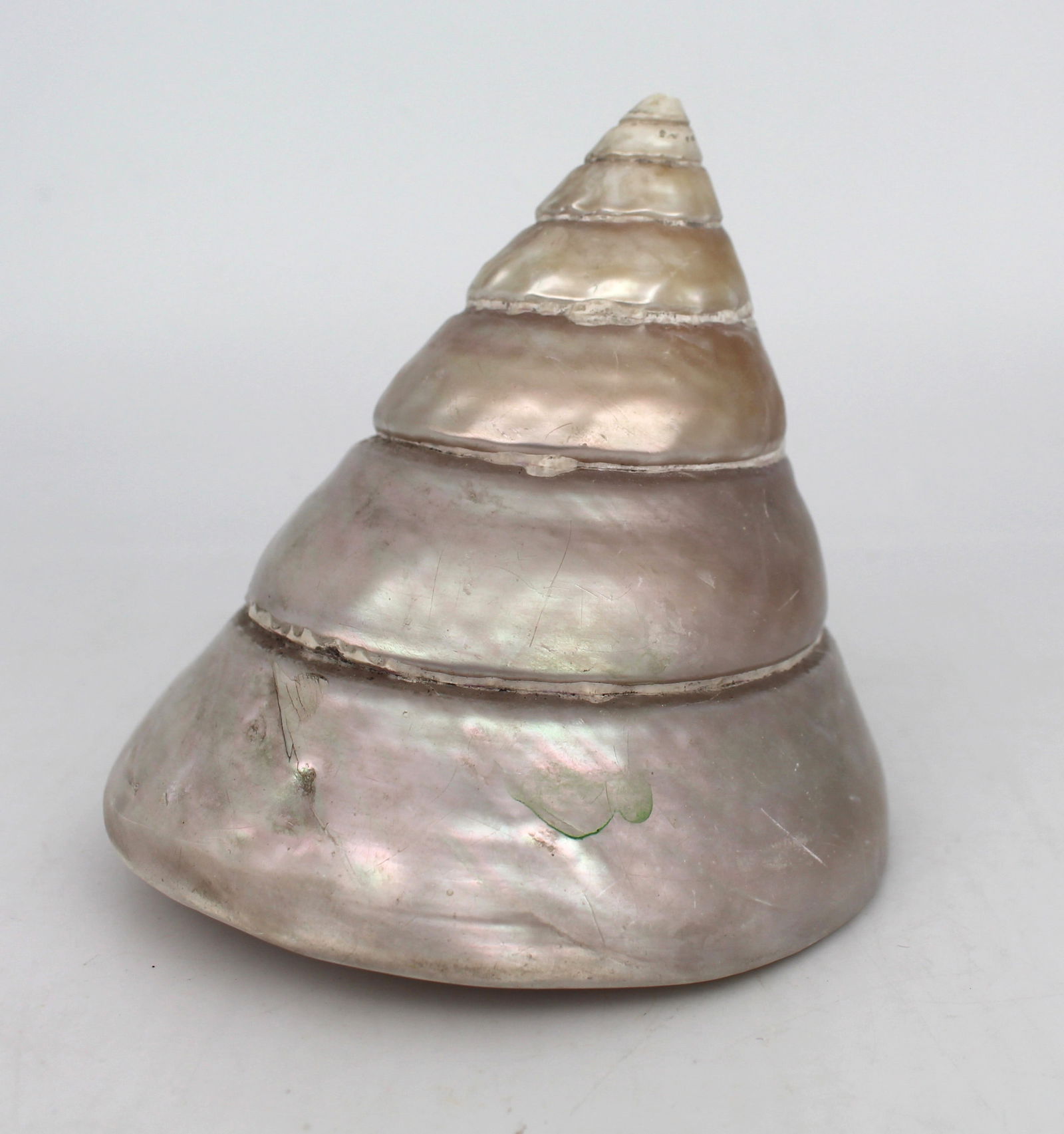 Set of 3 Vintage Mother of Pearl Conch Shells - 6