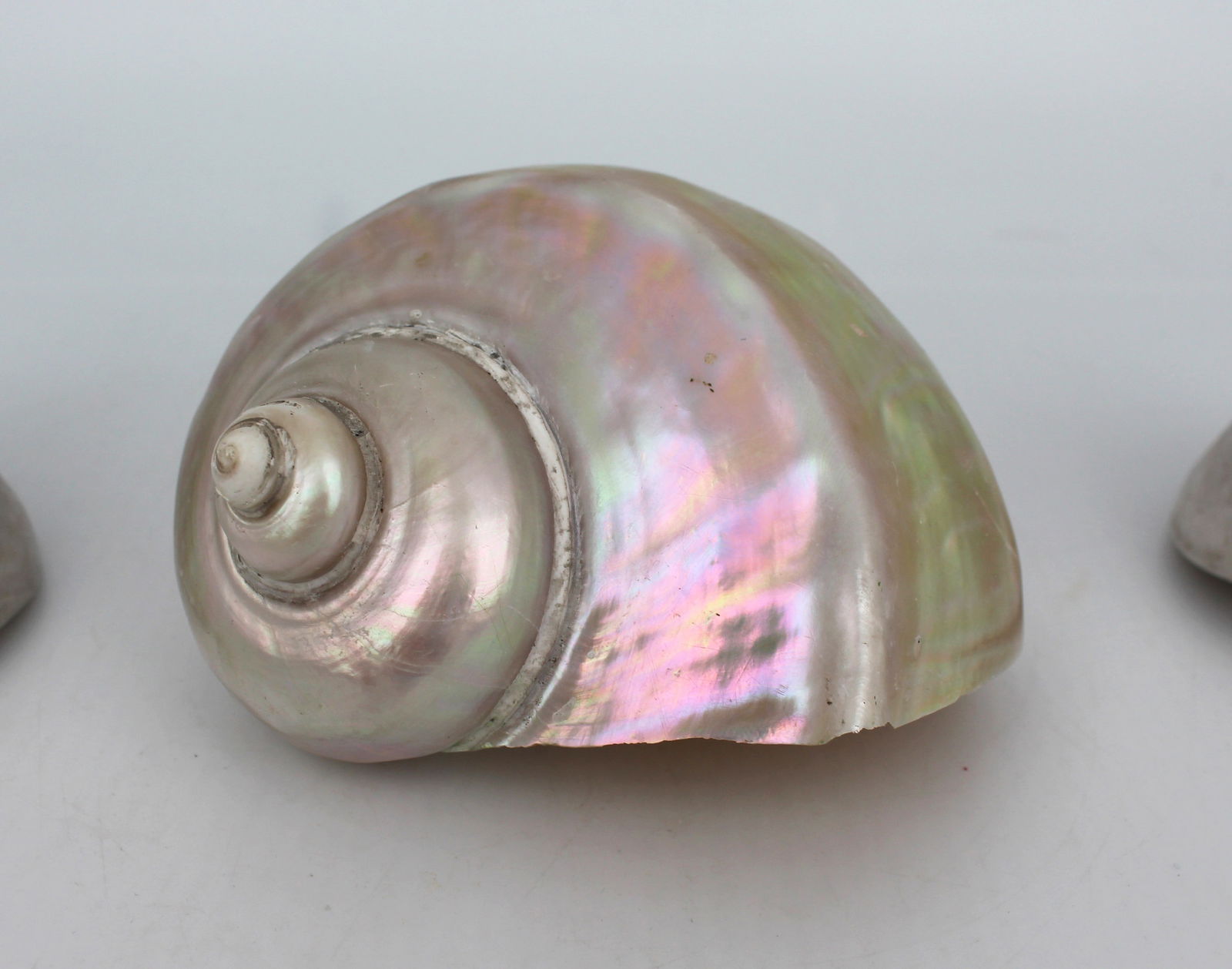 Set of 3 Vintage Mother of Pearl Conch Shells - 8