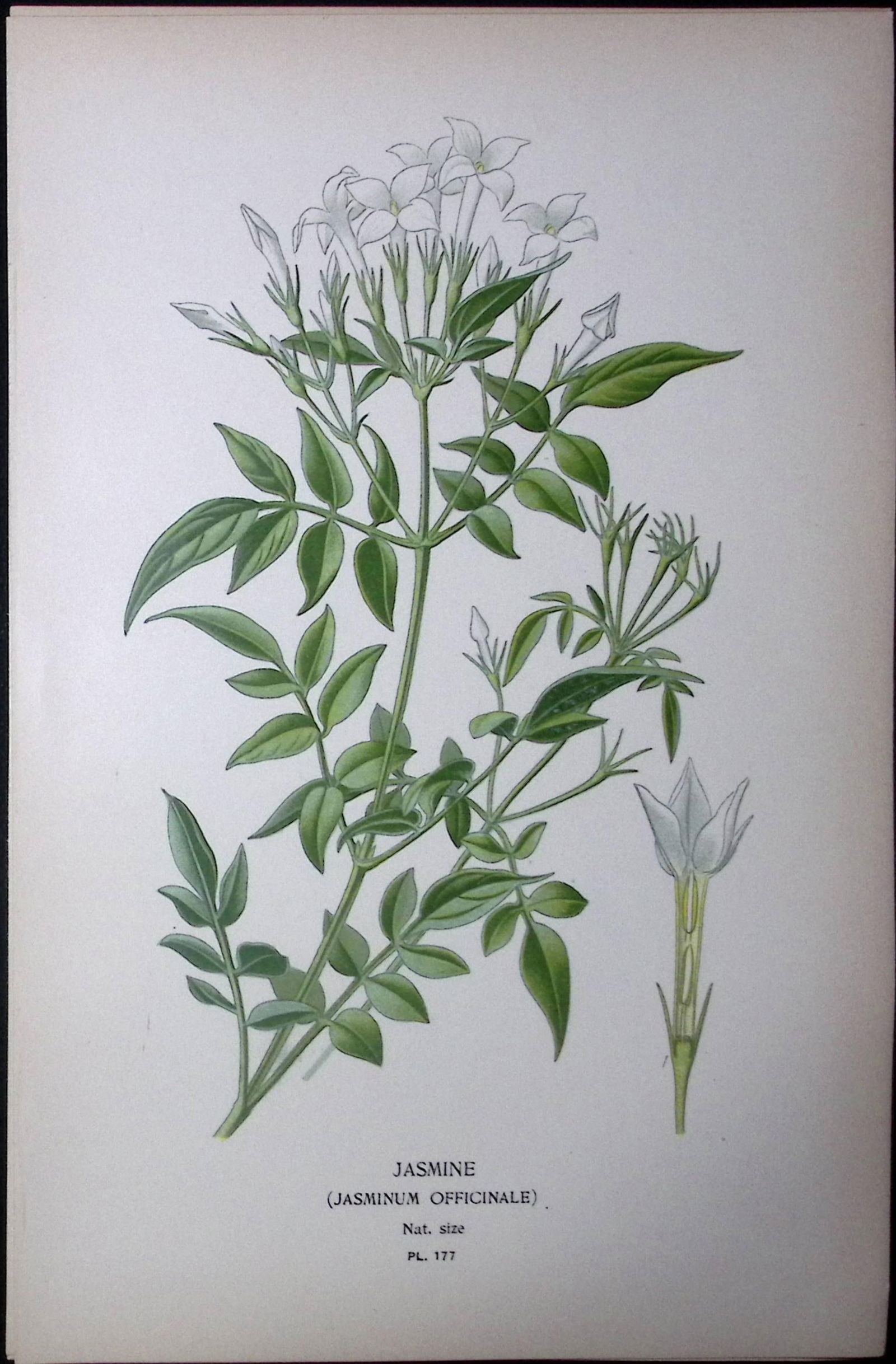 Jasmin Flower Edward Step Rare Antique Botanical Book Plate-177: Title: Jasmin Flower Edward Step Rare Antique Botanical Book Plate-177 Description: This Rare Beautiful Chromolithograph Was Removed from a Circa 1897 Antique Edition of. The Favourite Flowers