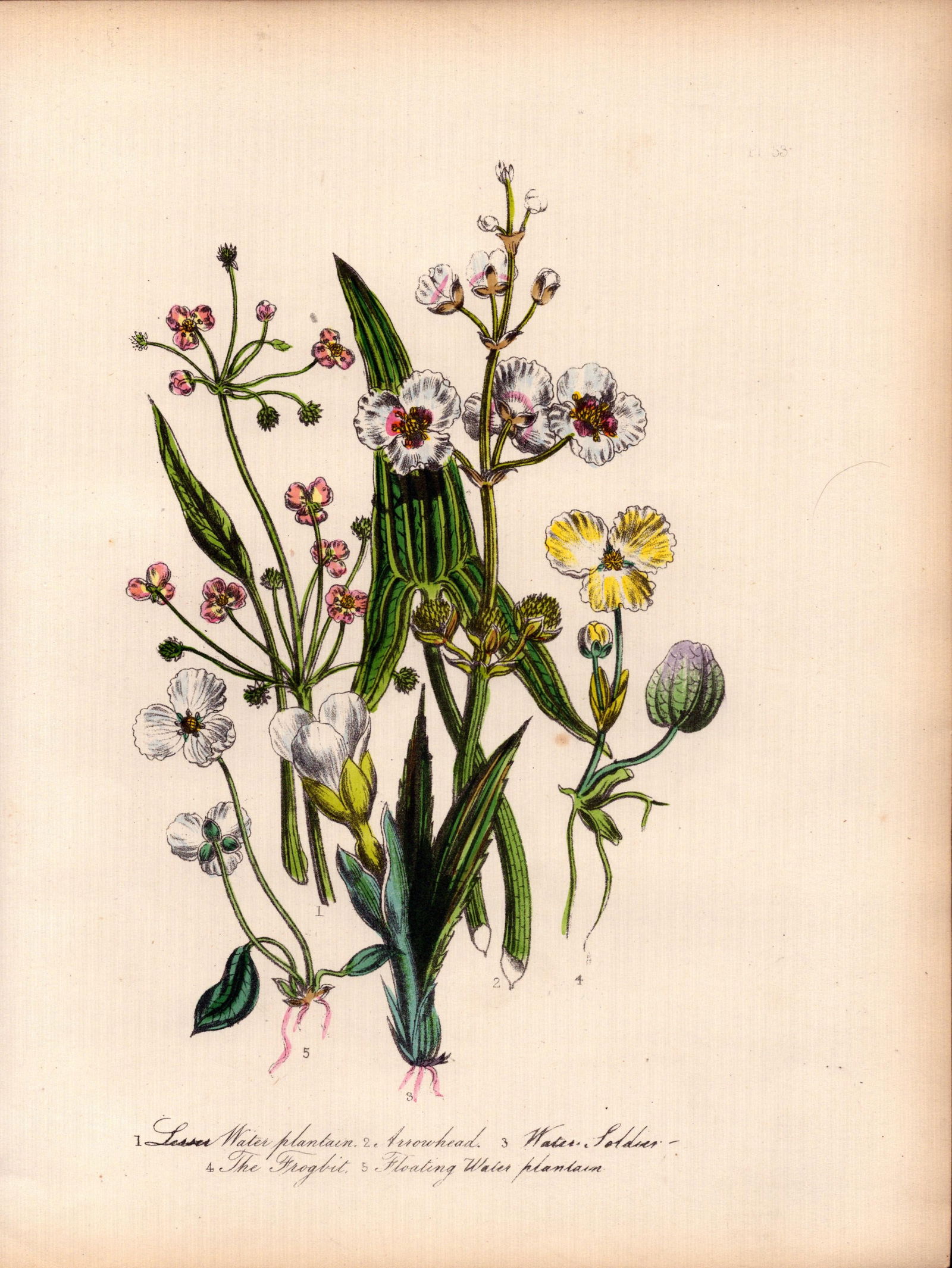 Rare 165-Yr-Old Antique Wildflower Gilt-Edged Illustration Jane Webb Loudon-53.: Title: Rare 165-Yr-Old Antique Wildflower Gilt-Edged Illustration Jane Webb Loudon-53. Description: Rare 165-Yr-Old Antique Wildflower Gilt-Edged Illustration Jane Webb Loudon-53. With Original