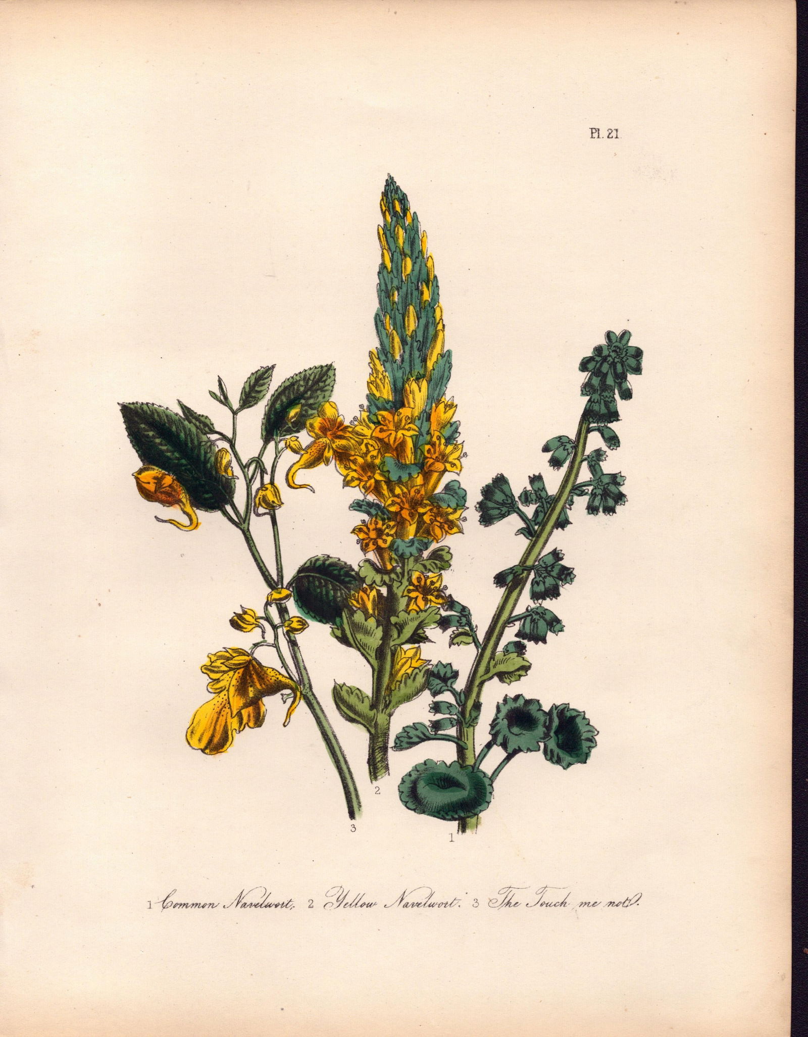 Rare 165-Yr-Old Antique Wildflower Gilt-Edged Illustration Jane Webb Loudon-21.: Title: Rare 165-Yr-Old Antique Wildflower Gilt-Edged Illustration Jane Webb Loudon-21. Description: Rare 165-Yr-Old Antique Wildflower Gilt-Edged Illustration Jane Webb Loudon-21. With Original