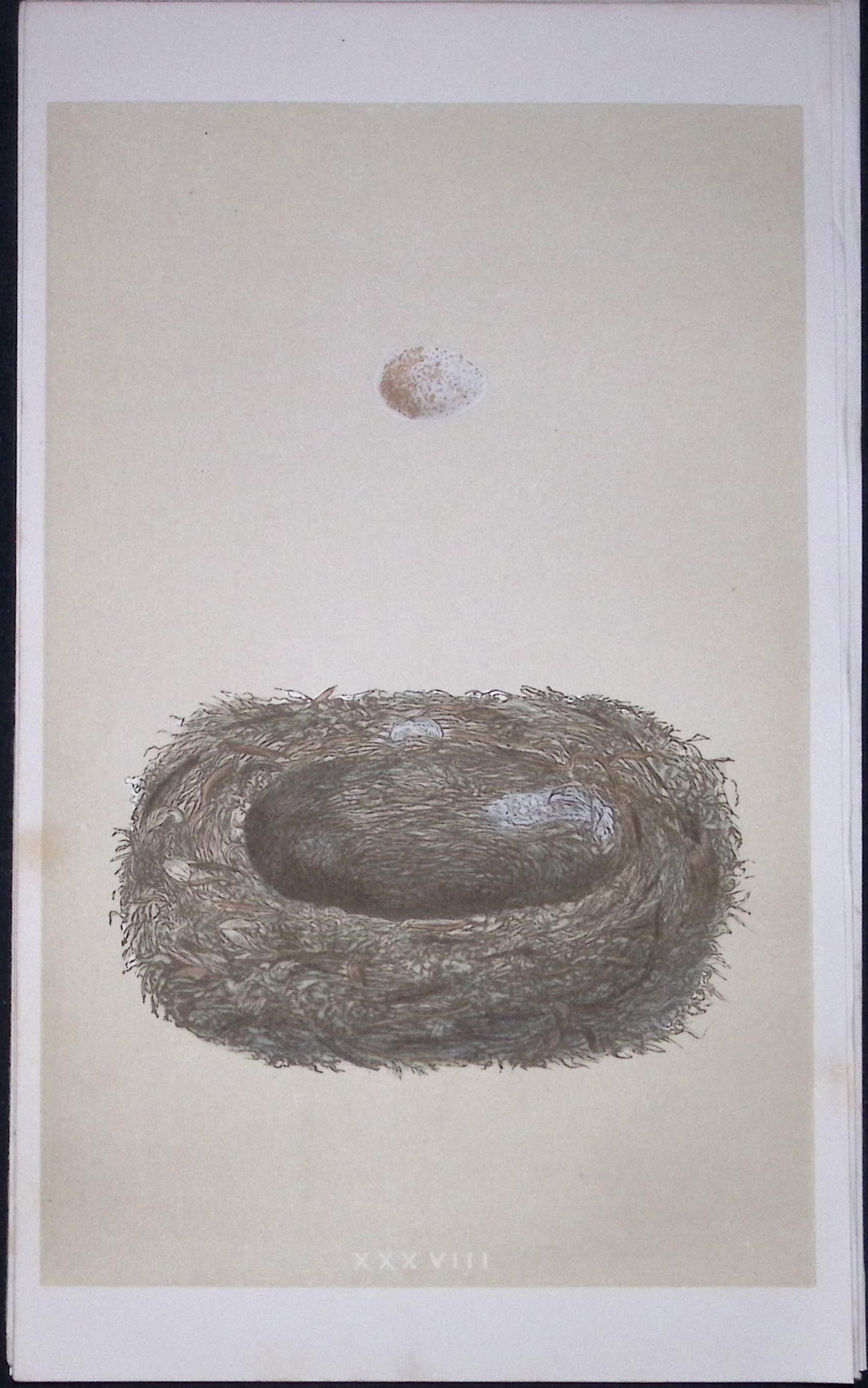 Rev Morris Spotted Flycatcher Bird Nest & Egg Antique Woodblock Engraving-10a: Title: Rev Morris Spotted Flycatcher Bird Nest & Egg Antique Woodblock Engraving-10a Description: This Original Antique Colour Engraved Plate Was Removed from a First Edition of.