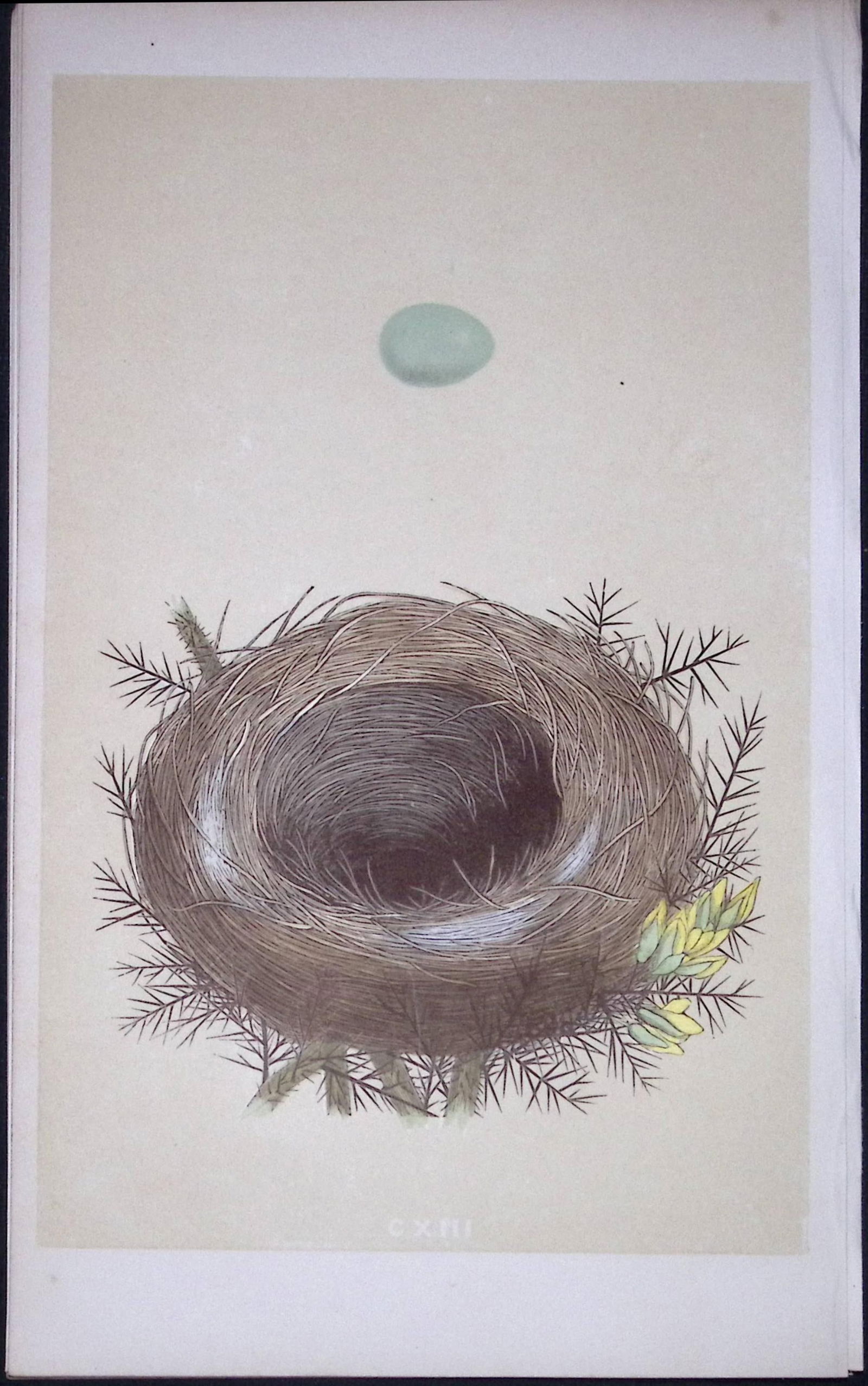 Rev Morris Whinchat Bird Nest & Egg Antique Woodblock Engraving-57: Title: Rev Morris Whinchat Bird Nest & Egg Antique Woodblock Engraving-57 Description: This Original Antique Colour Engraved Plate Was Removed from a First Edition of.