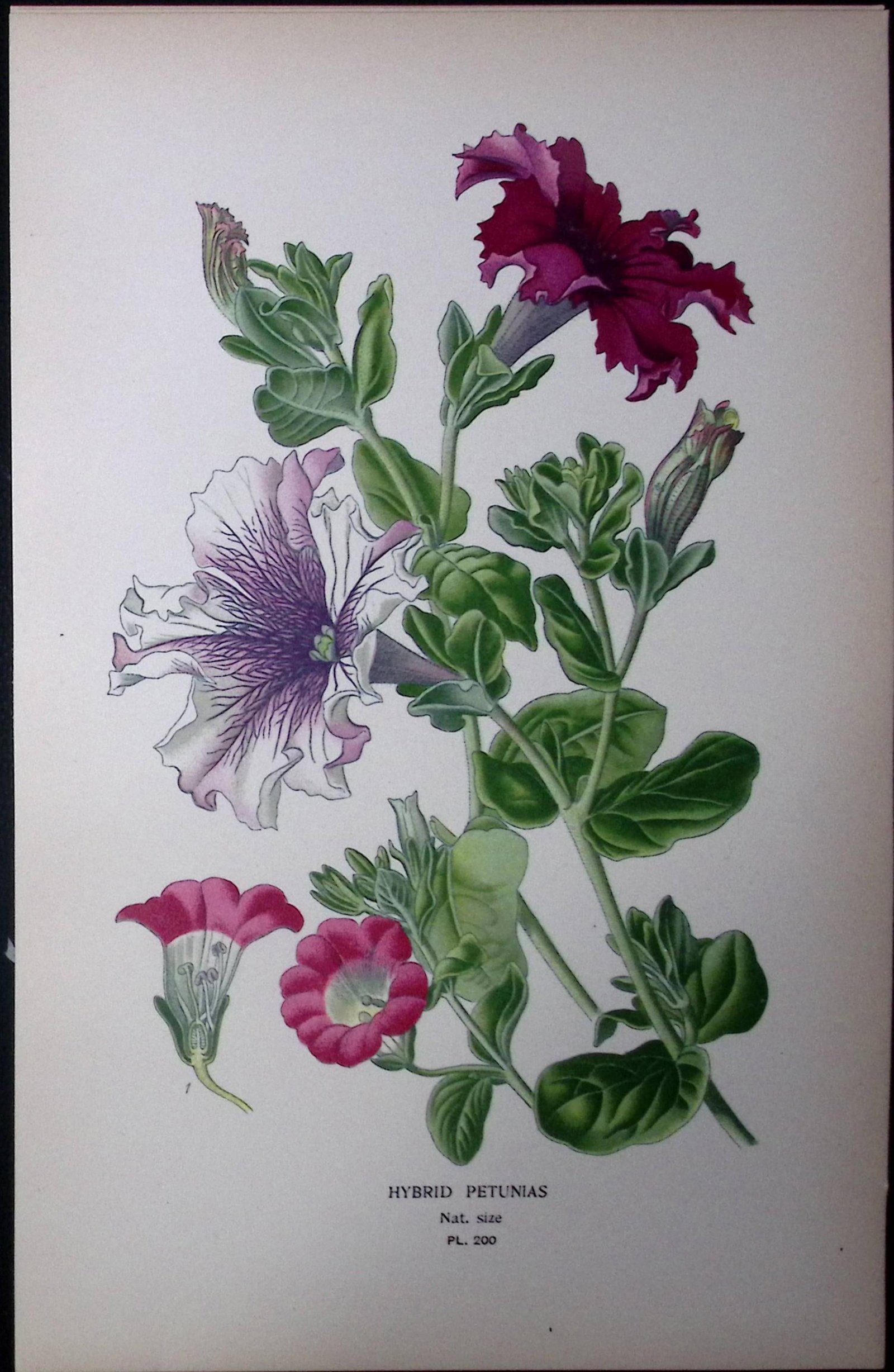 Hybrid Petunias Flower Edward Step Rare Antique Botanical Book Plate-200: Title: Hybrid Petunias Flower Edward Step Rare Antique Botanical Book Plate-200 Description: This Rare Beautiful Chromolithograph Was Removed from a Circa 1897 Antique Edition of. The Favourite