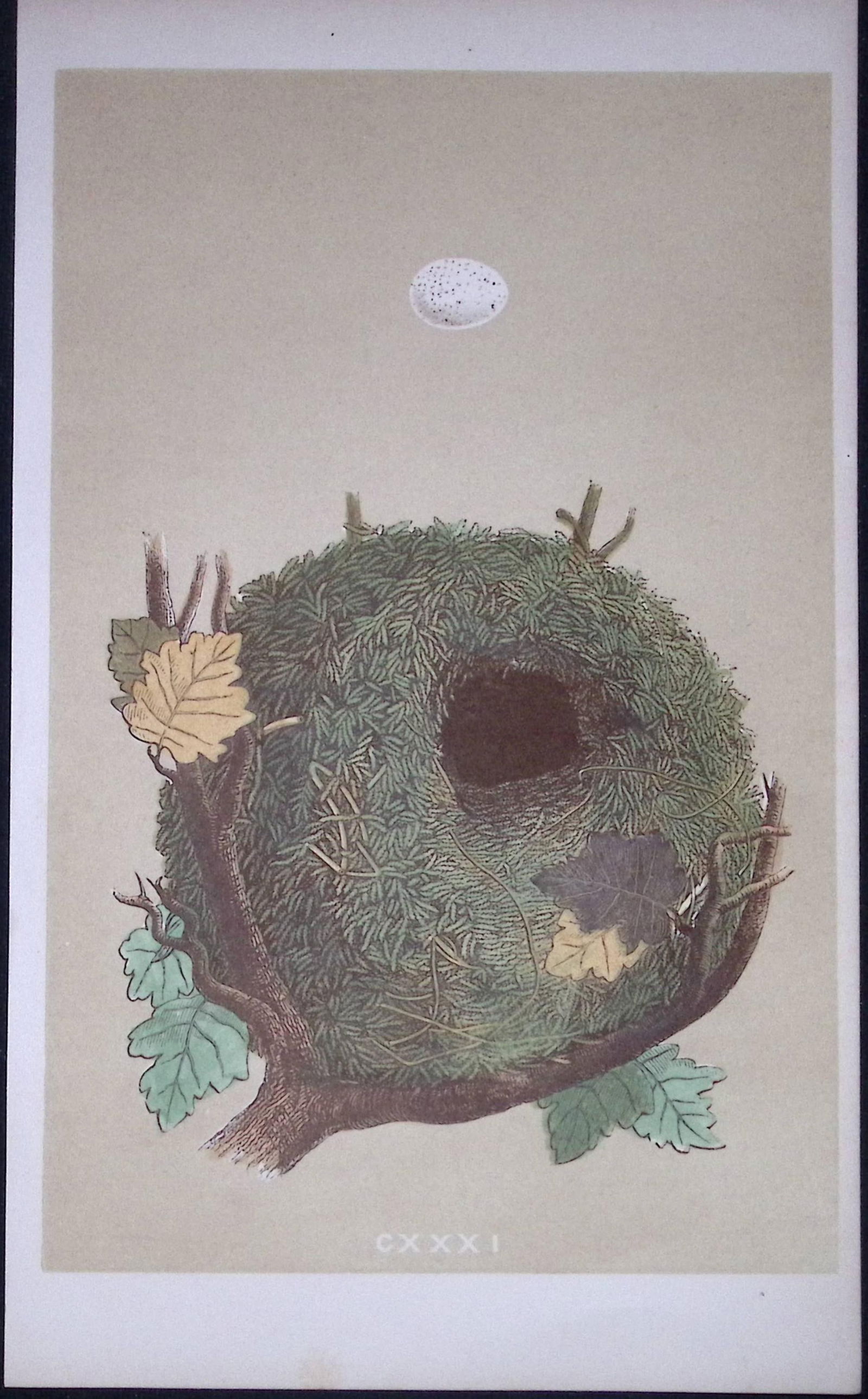 Rev Morris Wren Bird Nest & Egg Antique Woodblock Engraving-71: Title: Rev Morris Wren Bird Nest & Egg Antique Woodblock Engraving-71 Description: This Original Antique Colour Engraved Plate Was Removed from a First Edition of. The Rev FO Morris Natural