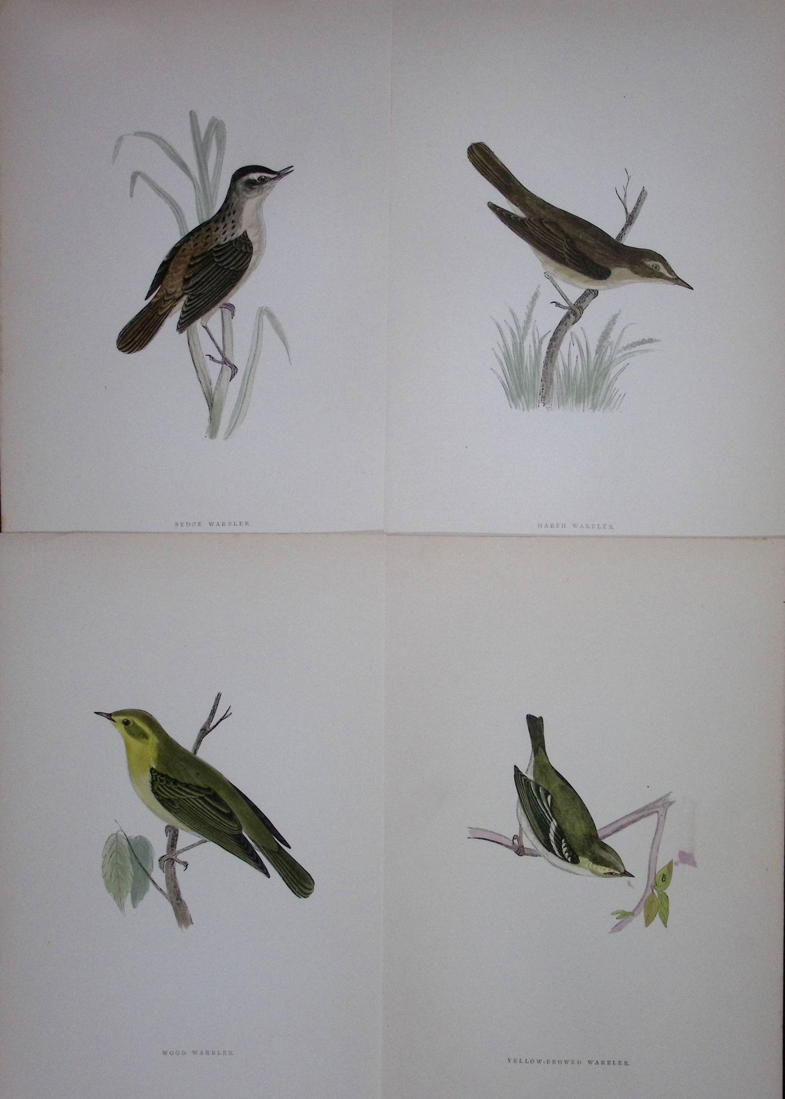 Job-Lot Rev Morris History of British Birds 130 Yrs-Old Antique Engravings-16 (1 of 2)