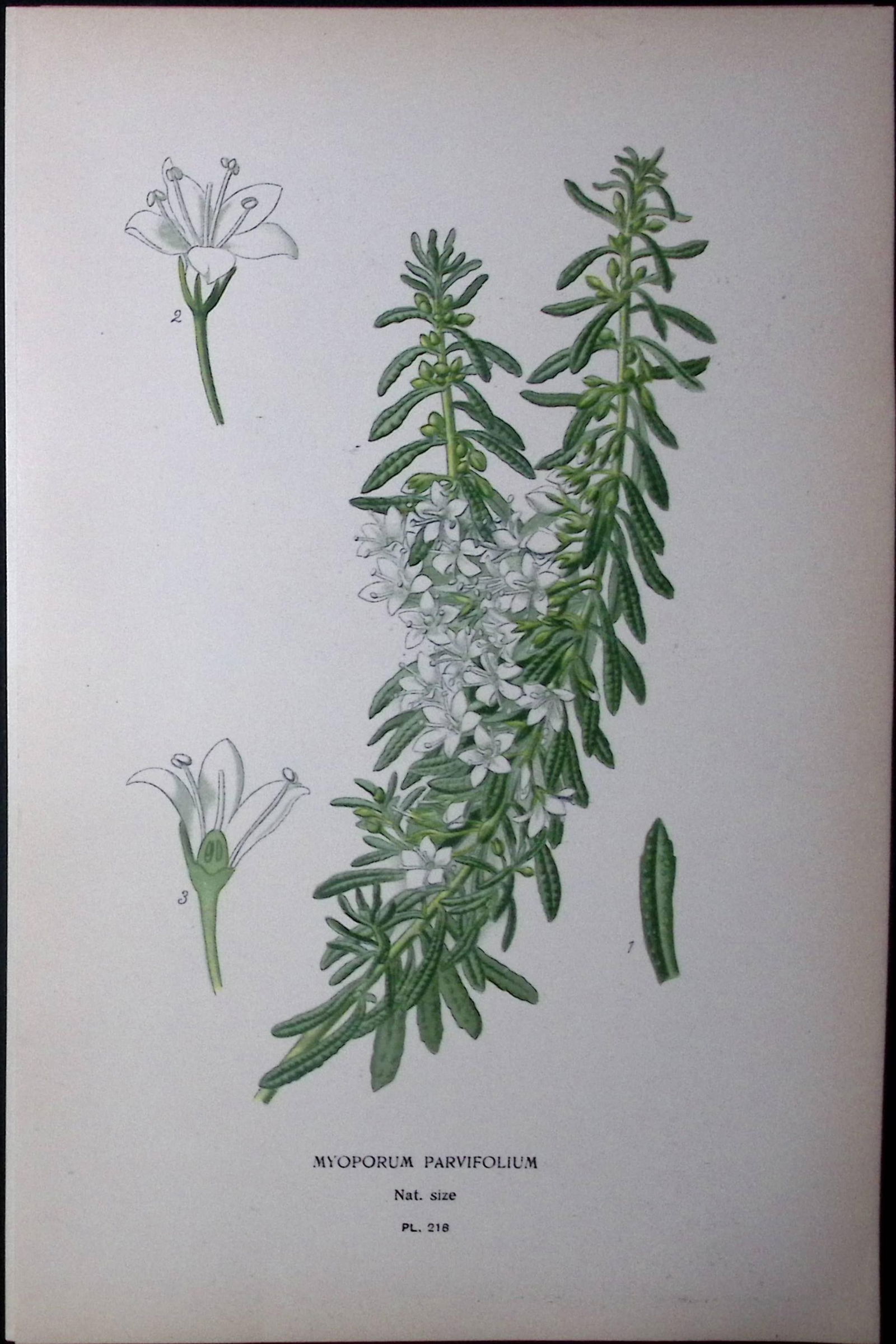 Creeping Boobialla Edward Step Rare Antique Botanical Book Plate-218: Title: Creeping Boobialla Edward Step Rare Antique Botanical Book Plate-218 Description: This Rare Beautiful Chromolithograph Was Removed from a Circa 1897 Antique Edition of.