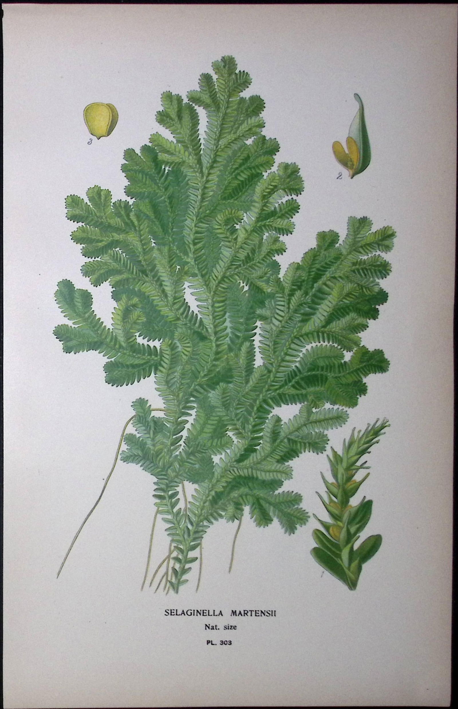 Marten’s Spikemoss Fern Edward Step Rare Antique Botanical Book Plate-303: Title: Marten’s Spikemoss Fern Edward Step Rare Antique Botanical Book Plate-303 Description: This Rare Beautiful Chromolithograph Was Removed from a Circa 1897 Antique Edition