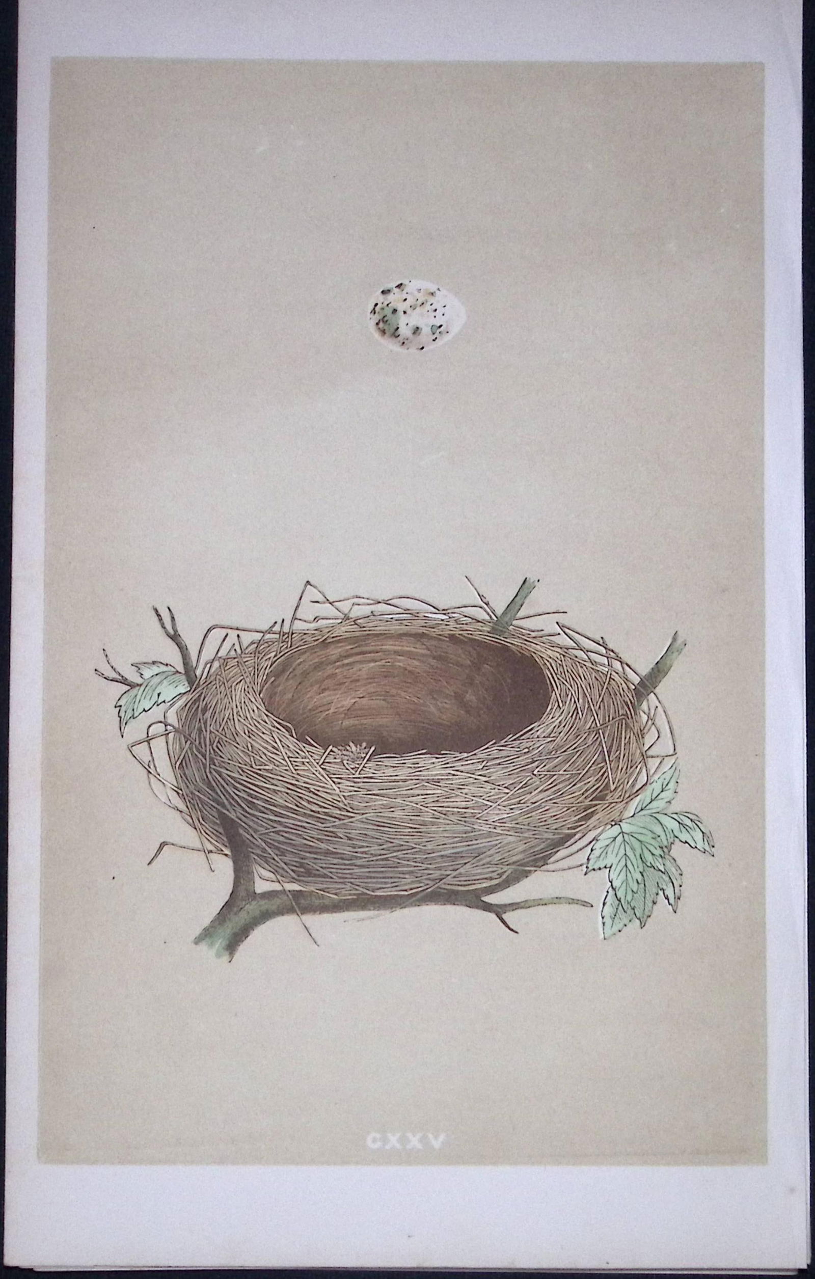 Rev Morris Lesser Whitethroat Bird Nest & Egg Antique Woodblock Engraving-66: Title: Rev Morris Lesser Whitethroat Bird Nest & Egg Antique Woodblock Engraving-66 Description: This Original Antique Colour Engraved Plate Was Removed from a First Edition of. The Rev FO