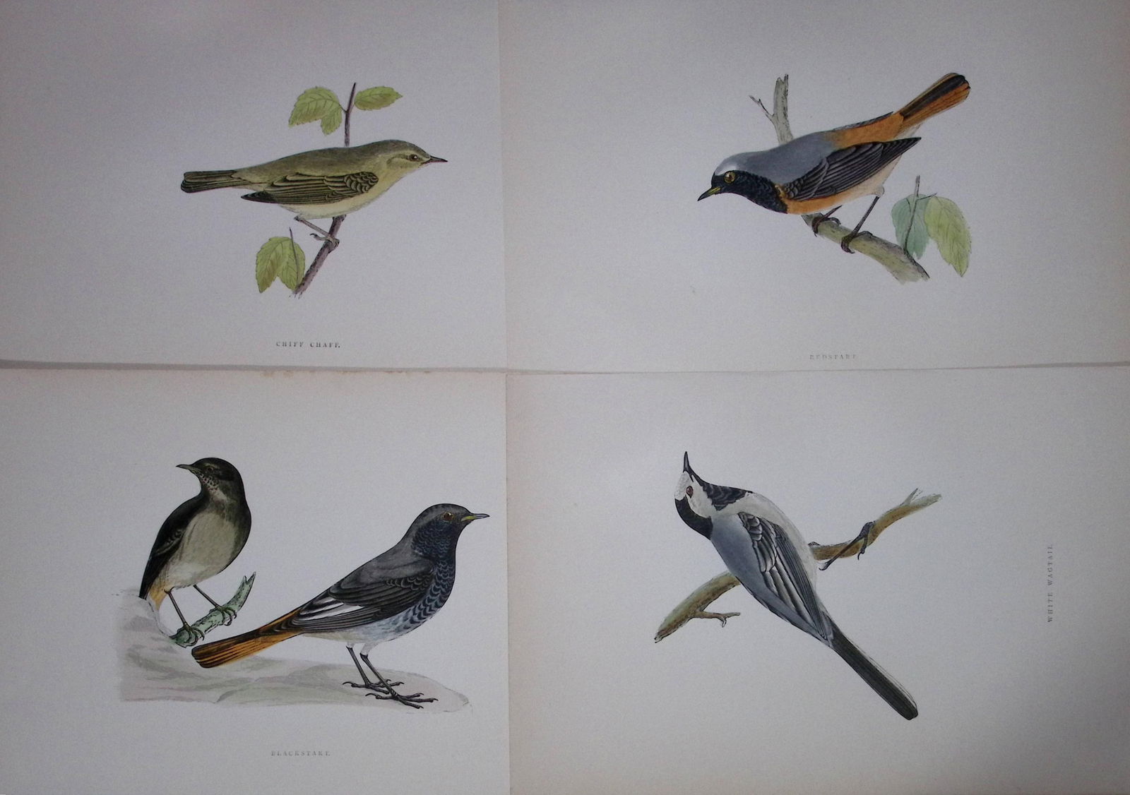 Job-Lot Rev Morris History of British Birds 130 Yrs-Old Antique Engravings-19 (1 of 2)