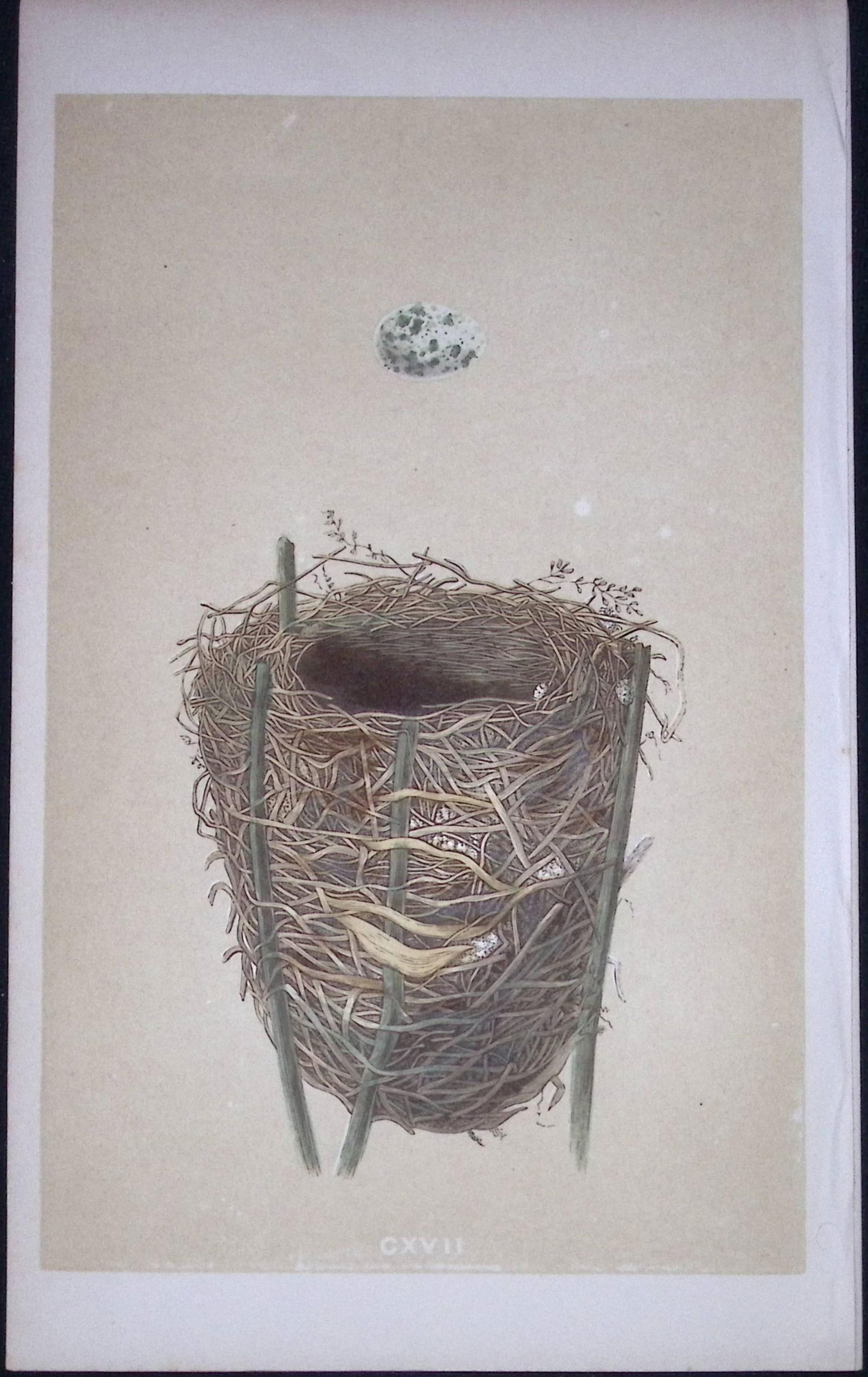 Rev Morris Reed Warbler Bird Nest & Egg Antique Woodblock Engraving-70: Title: Rev Morris Reed Warbler Bird Nest & Egg Antique Woodblock Engraving-70 Description: This Original Antique Colour Engraved Plate Was Removed from a First Edition of.