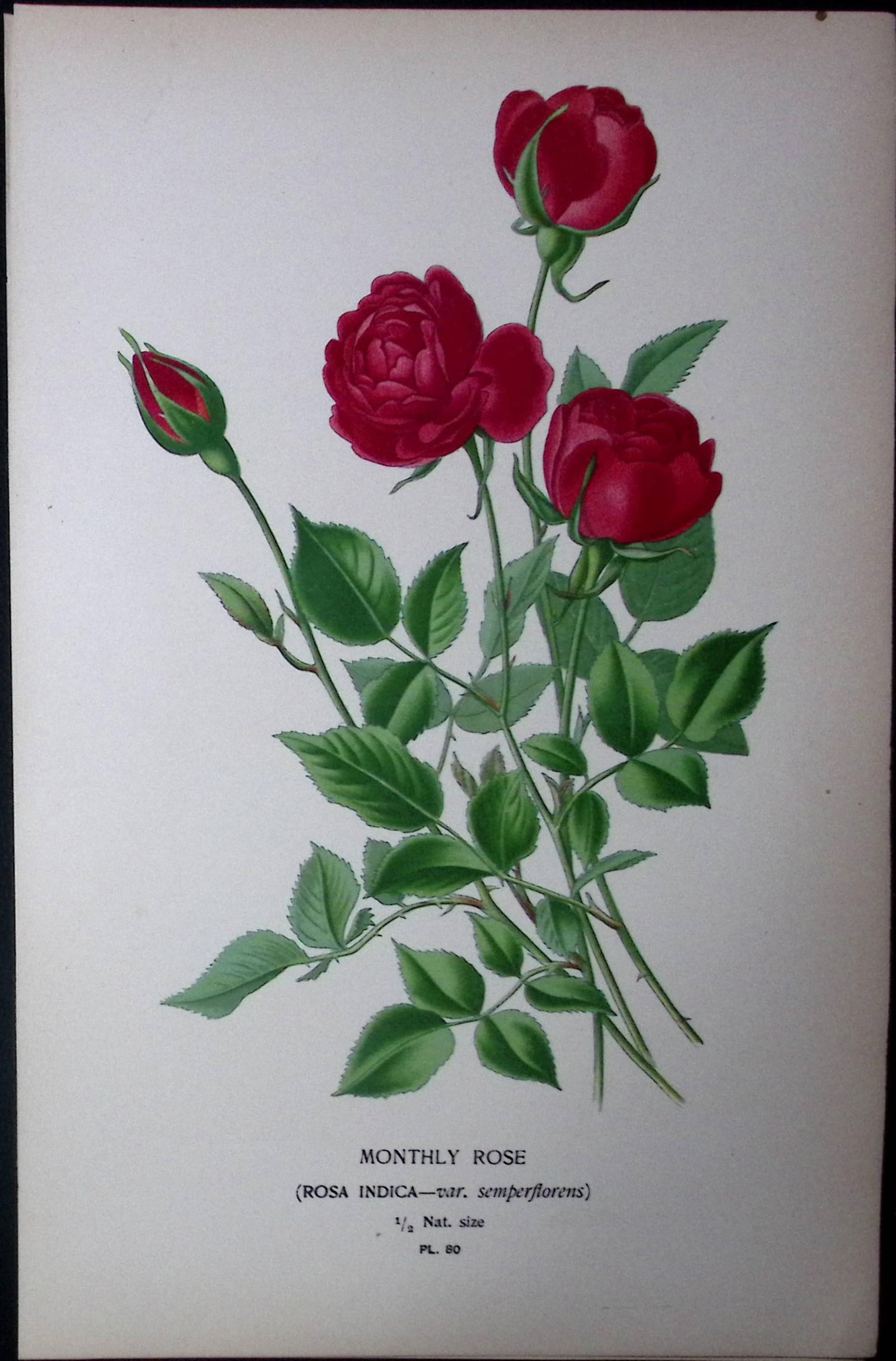 Monthly Rose Edward Step Rare Antique Botanical Book Plate-80: Title: Monthly Rose Edward Step Rare Antique Botanical Book Plate-80 Description: This Rare Beautiful Chromolithograph Was Removed from a Circa 1897 Antique Edition of.