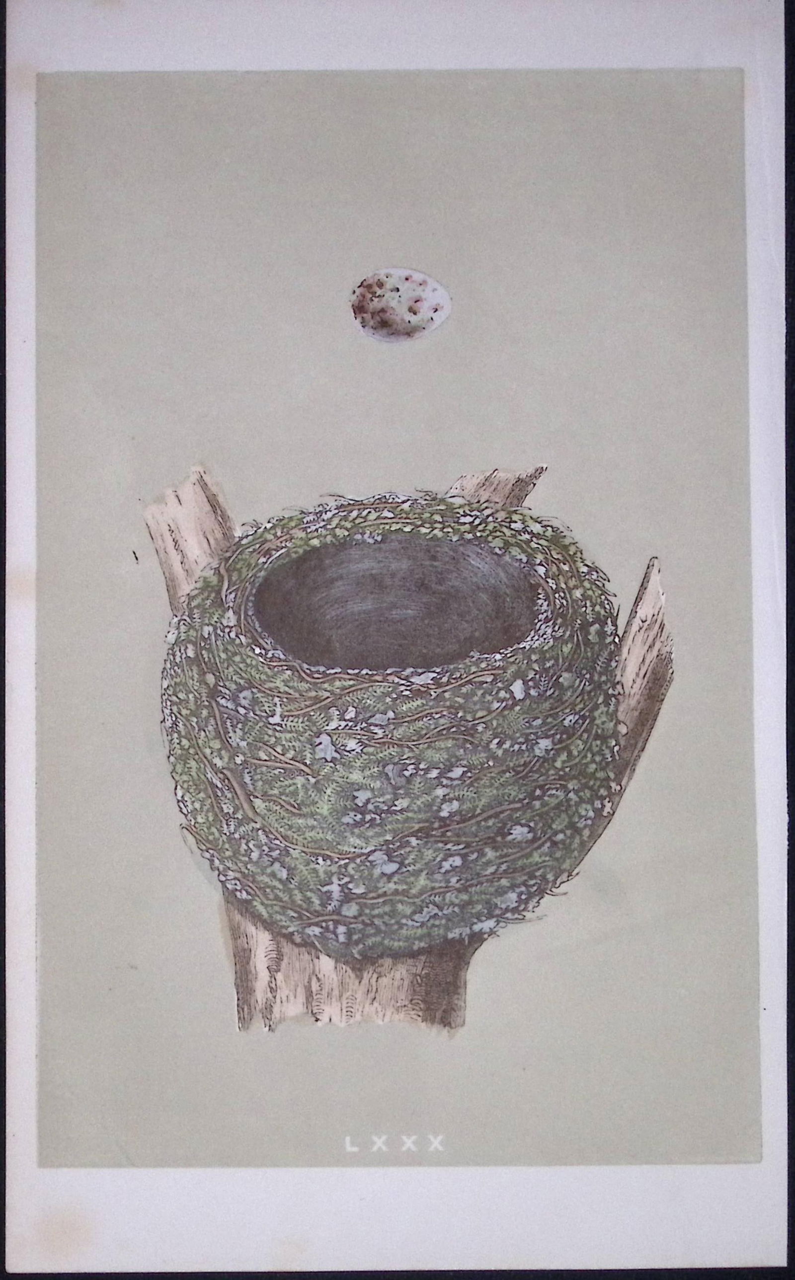 Rev Morris Chaffinch Bird Nest & Egg Antique Woodblock Engraving-24: Title: Rev Morris Chaffinch Bird Nest & Egg Antique Woodblock Engraving-24 Description: This Original Antique Colour Engraved Plate Was Removed from a First Edition of. The Rev FO Morris