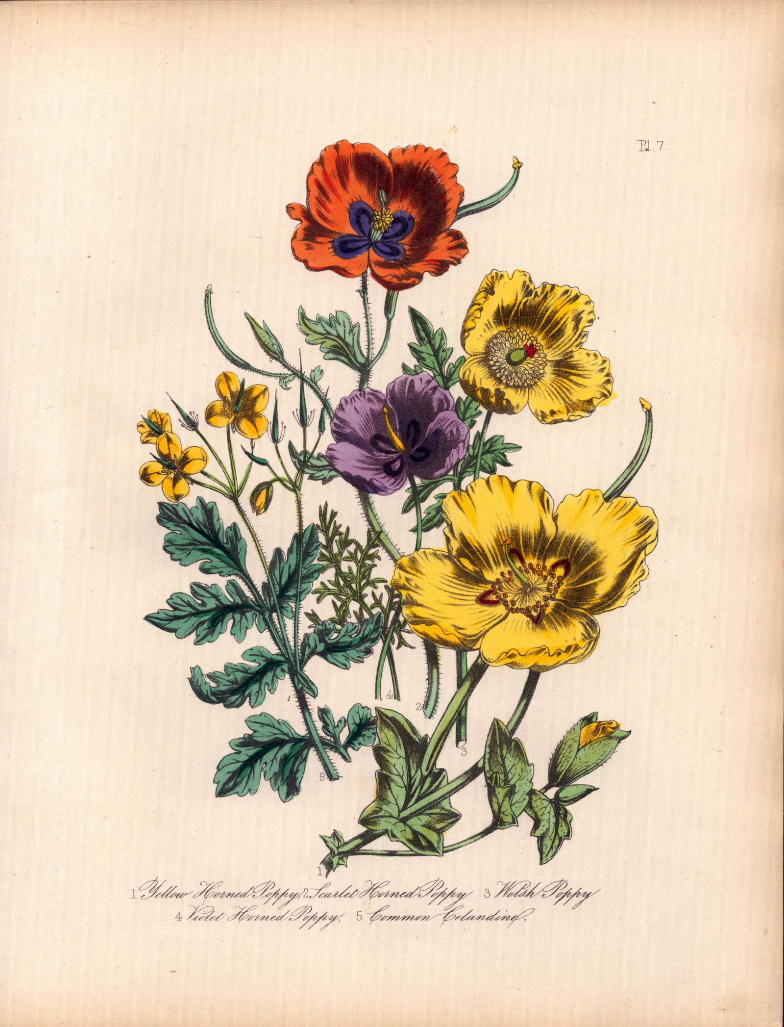 Rare 165-Yr-Old Antique Wildflower Gilt-Edged Illustration Jane Webb Loudon -7.: Title: Rare 165-Yr-Old Antique Wildflower Gilt-Edged Illustration Jane Webb Loudon -7. Description: Rare 165-Yr-Old Antique Wildflower Gilt-Edged Illustration Jane Webb Loudon -7. With Original