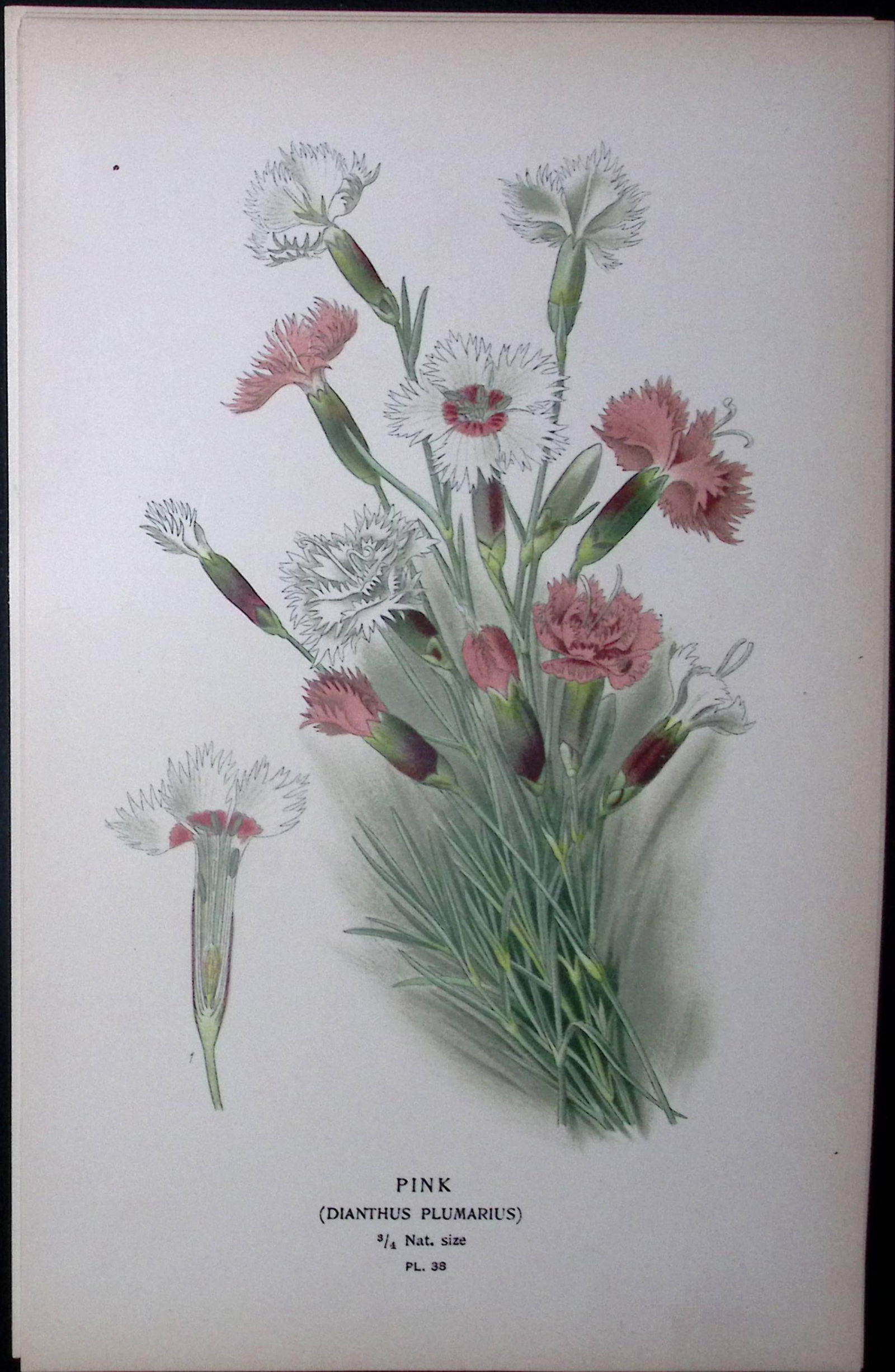 Garden Pinks Edward Step Rare Antique Botanical Book Plate-38: Title: Garden Pinks Edward Step Rare Antique Botanical Book Plate-38 Description: This Rare Beautiful Chromolithograph Was Removed from a Circa 1897 Antique Edition of. The Favourite Flowers of