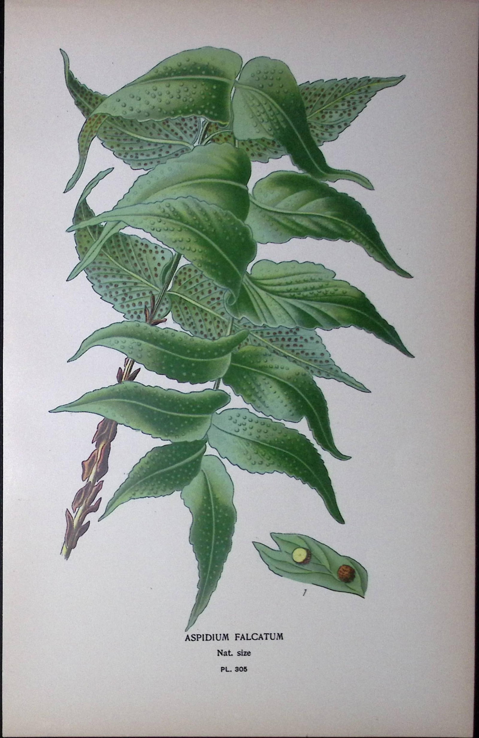 Japanese Holly Fern Edward Step Rare Antique Botanical Book Plate-305: Title: Japanese Holly Fern Edward Step Rare Antique Botanical Book Plate-305 Description: This Rare Beautiful Chromolithograph Was Removed from a Circa 1897 Antique Edition of.